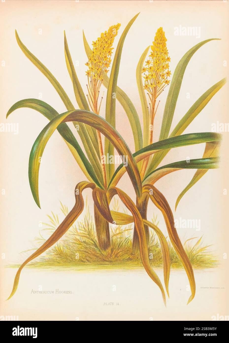 Die einheimischen Blumen Neuseelands. London, S. Low, Marston, Searle und Rivington, 1888. Neuseeland, Bildwerke, Pflanzen, Anthericum hookeri, Georgina Burne-Hetley. diese botanische Illustration zeigt die Antheirium hookeri, eine auffällige Pflanze, die sich durch ihre langen grünen Blätter und charakteristischen gelben Blütenspitzen auszeichnet. Die Blätter sind anmutig gewölbt, mit einer leicht glänzenden Textur, die zum üppigen Aussehen der Pflanze beiträgt. Die leuchtend gelben Blüten ragen majestätisch aus der Mitte des Blattes hervor und bilden eine konische Form, die visuelles Interesse verleiht. Zarte Details betonen Stockfoto