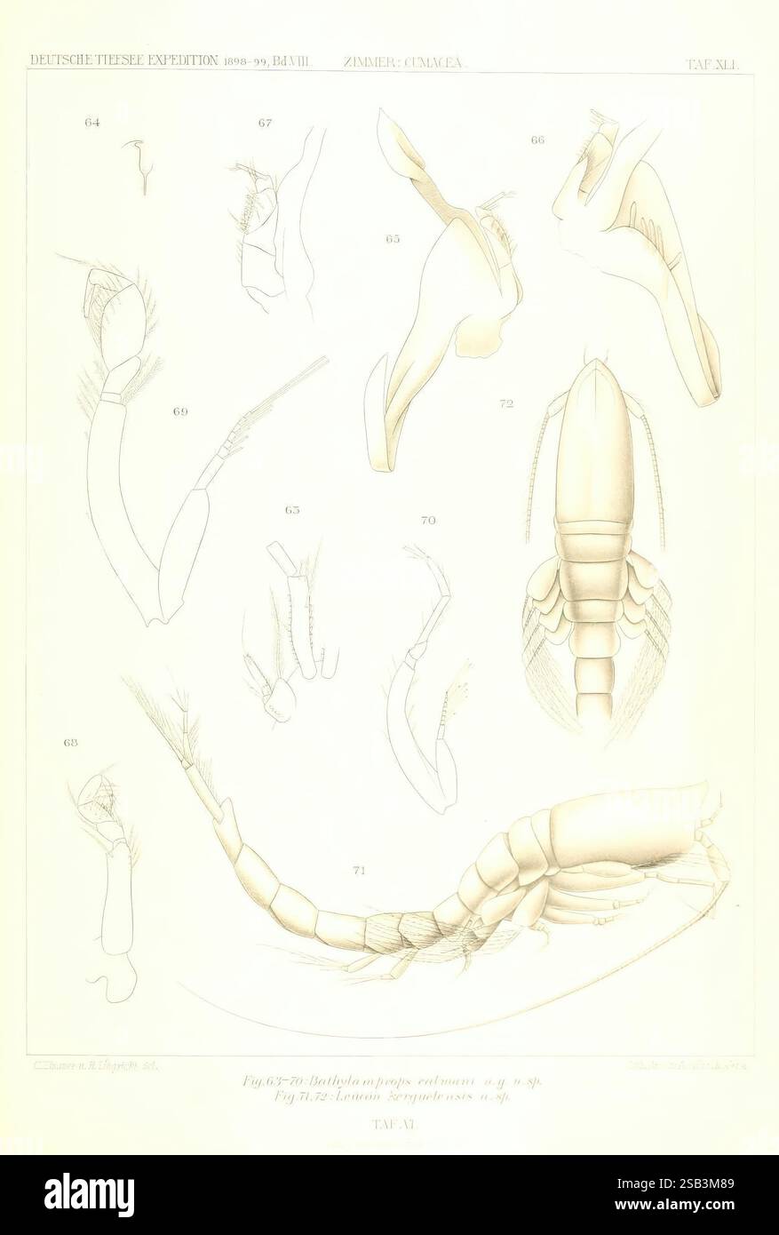 Diese Abbildung zeigt eine Reihe detaillierter anatomischer Zeichnungen verschiedener Krebstiere, die ihre komplexen Strukturen zeigen. Die Abbildungen zeigen verschiedene Teile der Organismen, einschließlich Gliedmaßen, Antennen und Exoskelett-Merkmale, die jeweils akribisch mit numerischen Referenzen gekennzeichnet sind. Die Anordnung ermöglicht einen klaren Vergleich der morphologischen Vielfalt innerhalb der dargestellten Arten. Der Schwerpunkt liegt auf den funktionellen Aspekten jedes Teils, die veranschaulichen, wie sie zur Bewegung und Anpassung der Krebstiere in ihrer aquatischen Umgebung beitragen. Das Gesamtlayout ist des Stockfoto
