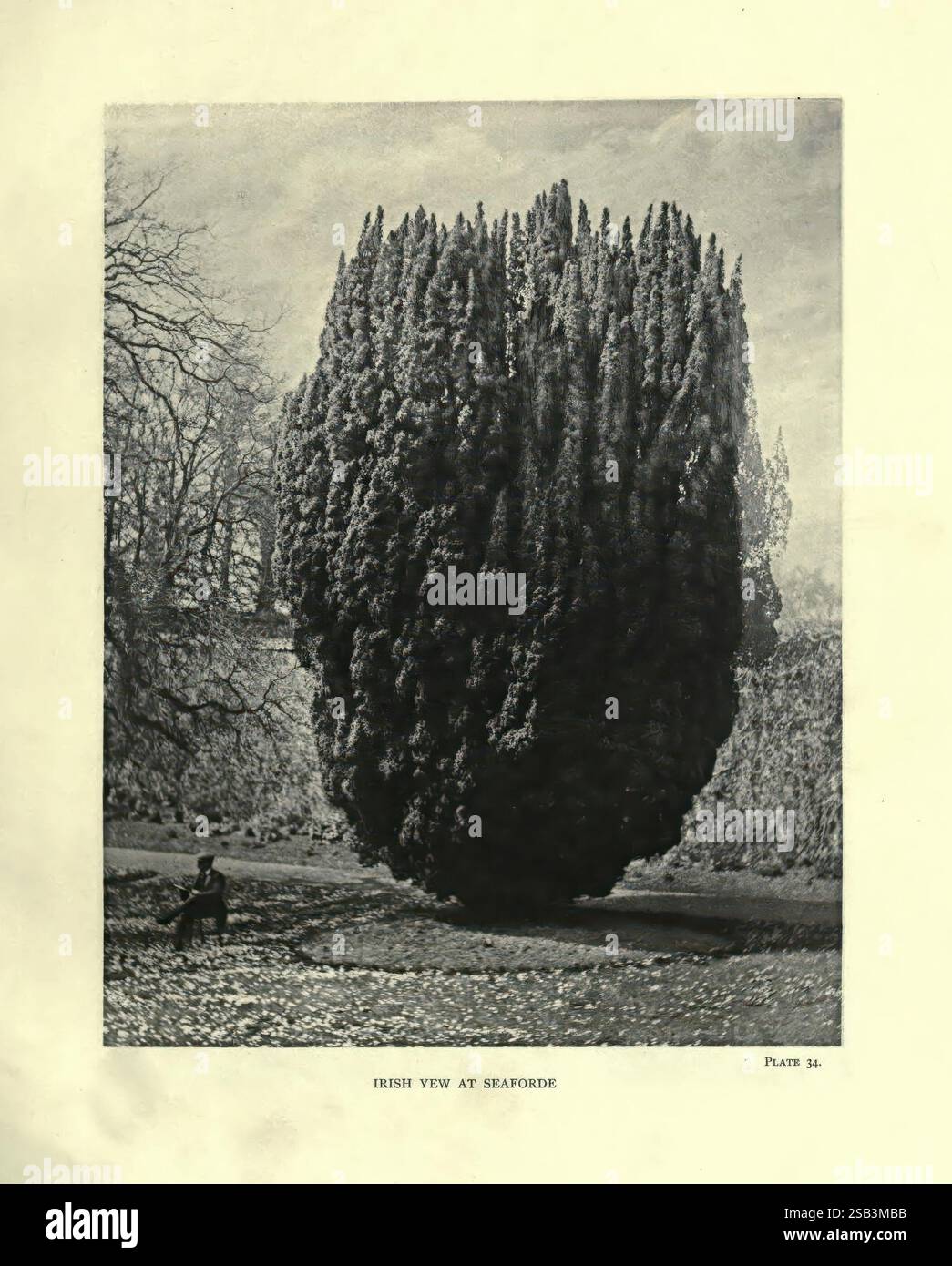 The Trees of Great Britain & Ireland, Edinburgh, Priv. Print, 1906-13, Großbritannien, Irland, Bäume, eine eindrucksvolle Landschaft mit einem markant aufragenden Nadelbaum, der die Szene mit seiner buschigen, zylindrischen Form dominiert. In der Nähe sitzt eine einsame Figur friedlich auf dem Boden und reflektiert vielleicht die natürliche Schönheit, die sie umgibt. Die Komposition fängt den Kontrast zwischen dem dichten Laub des Baumes und dem offenen Raum des Gebiets ein, wobei strukturierte Äste und Blätter eine dramatische visuelle Wirkung erzeugen. Der Hintergrund zeigt zusätzliche Bäume und einen weitläufigen Himmel, was auf ein hindeutet Stockfoto