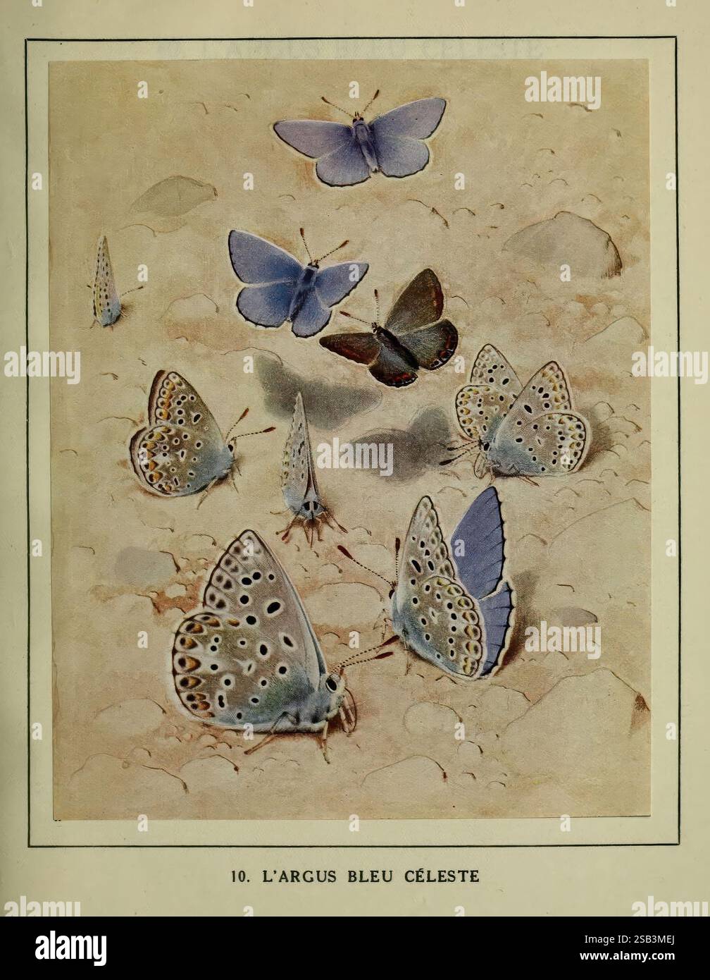 Les Papillons dans la Nature Neuchâtel à 30 éditions Delachaux and Niestlé, s.A, 1934. Insekten schmetterlinge Bildwerke Arthropoda Arthropoda Arthropoda Arthropode Paul André Robert Schmetterlinge Entomologie lycaena bellargus lysandra bellargus argus bleu céleste adonis blauer Schmetterling in der Sci Art wird Eine zarte Anordnung verschiedener Schmetterlingsarten dargestellt, die eine lebendige und komplizierte Darstellung von Flügeln zeigt. Die Abbildung zeigt mehrere Argus-Schmetterlinge, die jeweils durch markante Muster und Farben gekennzeichnet sind. Einige Schmetterlinge zeigen Blautöne, die eine strahlende Qualität aufweisen, während andere tief zeigen Stockfoto