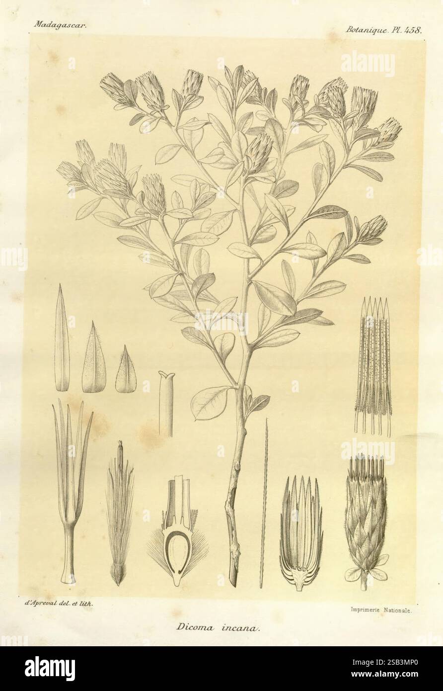 Histoire physique, naturelle, et politique de Madagascar Paris, impr. nationale, 1885- Beschreibung und Reise Lepidoptera Madagaskar Maps Naturgeschichte zeigt die Illustration die botanischen Merkmale von Dicoma incana, einer Pflanze aus Madagaskar. Deutlich sichtbar ist eine detaillierte Darstellung der gesamten Pflanze, einschließlich ihrer Zweige und Blumenhaufen. Um die Hauptdarstellung herum befinden sich mehrere kleinere Abbildungen, die spezifische Merkmale wie Form und Struktur der Blätter, Blumen und anderer botanischer Elemente hervorheben. Diese Komposition dient als Pädagogik Stockfoto