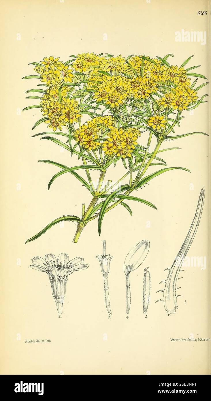 Curtis's Botanical Magazine London Botanical Illustration Botany Periodicals Pictorial Works Pflanzen Zierblumen Stiele Blätter Pectis Angustifolia, die Illustration zeigt eine Gruppe von leuchtend gelben Blumenköpfen, wunderschön angeordnet auf dünnen, grünen Stielen. Die Pflanze zeigt lange, schmale Blätter, die eine üppige Kulisse für die Blüten bieten. Unterhalb der Hauptblume zeigt eine detaillierte anatomische Studie verschiedene Teile der Blüte, einschließlich einer Nahaufnahme der Blütenblätter, der Fortpflanzungsstrukturen und anderer botanischer Merkmale. Jeder Abschnitt ist sorgfältig beschriftet, was dazu beiträgt Stockfoto