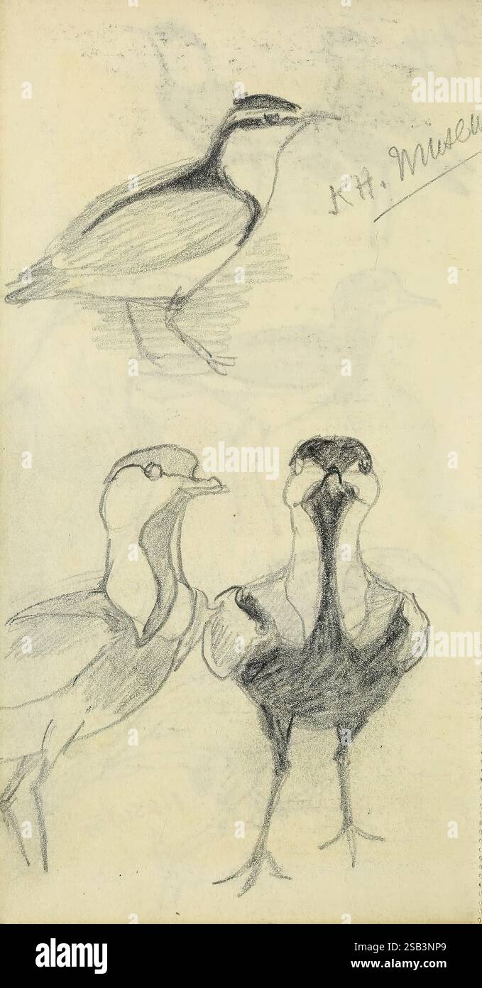 Abel Chapmans Sudan Skizzenbücher zwischen 1913 und 1919 zeigt das Kunstwerk eine Reihe von Skizzen, die die Formen und Eigenschaften verschiedener Vögel zeigen. Die Zeichnungen zeigen drei unterschiedliche Vögel, die jeweils einen detaillierten Schwerpunkt auf ihre Merkmale legen, wie die Form ihrer Schnabel und die Konturen ihrer Körper. Der obere Vogel ist im Profil dargestellt, während die anderen verschiedene Winkel und Haltungen zeigen, die ihre einzigartigen Attribute und Ausdrücke hervorheben. Die Signatur des Künstlers, die in der Ecke markiert ist, weist auf eine Verbindung zu einem Museum hin, was darauf hindeutet, dass diese Skizzen als Studien dienen könnten Stockfoto