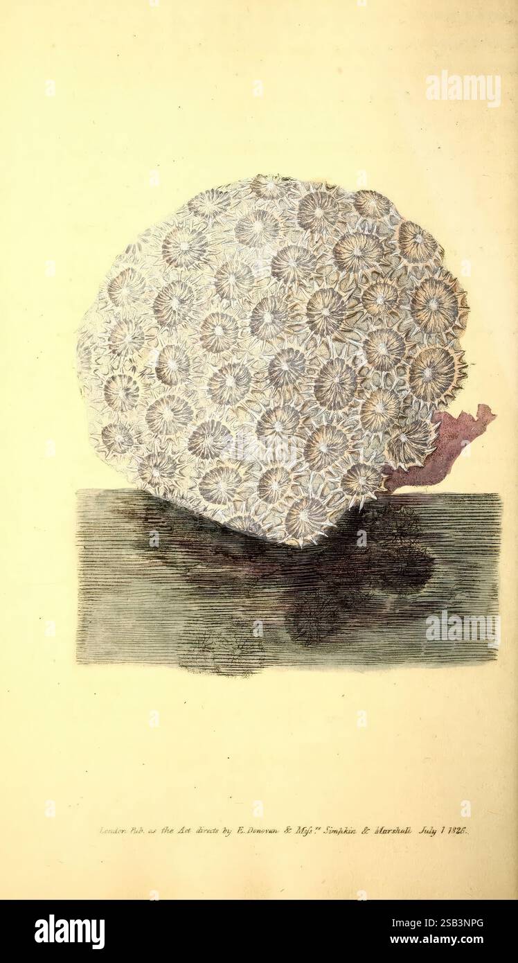 Das Archiv des Naturforschers, oder Monthly miscellany of Exotic Natural History London, gedruckt für den Autor und W. Simpkin and R. Marshall, 1823-1827, Natural History, Periodicals, Zoology, eine detaillierte Abbildung zeigt eine Korallenreihe, die einer großen, komplizierten Blume ähnelt. Die Korallen weisen zahlreiche Strahlungsmuster auf, die ihr ein strukturiertes Aussehen verleihen, während die Basis schattiert ist, um Tiefe zu erzeugen, was auf eine felsige Unterwasserumgebung hindeutet. Die zarte Struktur unterstreicht die Schönheit der Meereslebewesen und fängt das Wesen der Korallenformationen mit akribischer Liebe zum Detail ein. Der Backgr Stockfoto