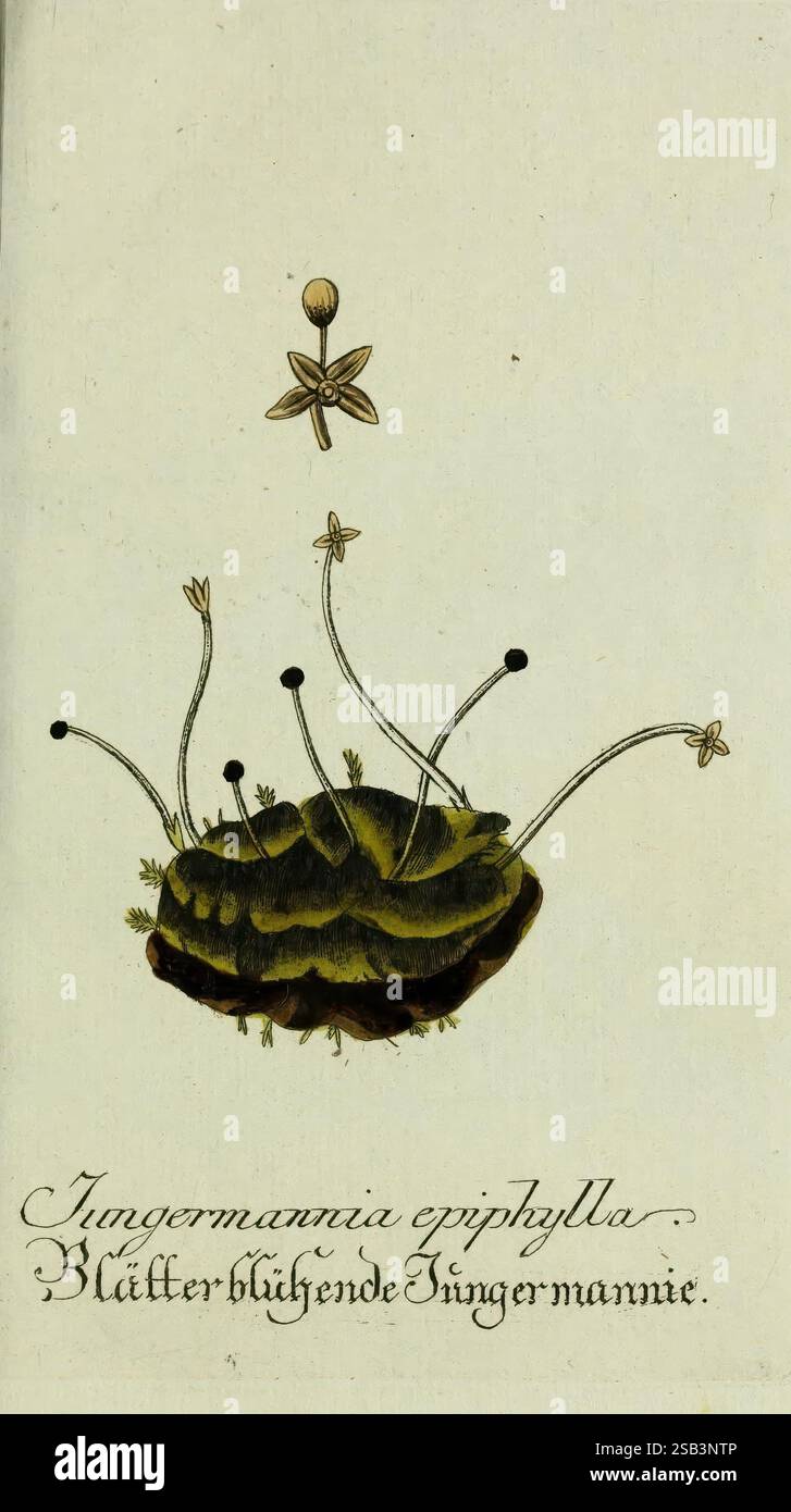 Plantarum indigenarum et exoticarum icones ad vivum coloratae, oder, Sammlung nach der Natur gemalter Abbildungen inn- und ausländlischer Pflanzen, für Liebhaber und Beflissene der Botanik, Botanik, fast, Bildwerke, Pflanzen, Jungermannia epiphylla, Jungermannia epiphylla, BlattLeberkraut, die Illustration zeigt eine Pflanze, die als Jungermannia epiphylla bekannt ist und durch ihre charakteristische Blattstruktur gekennzeichnet ist, die einem kleinen Hügel oder Kissen ähnelt. Von dieser Basis erheben sich schlanke, längliche Stiele, die jeweils mit einer kleinen Blüte gekrönt sind. Die zarten und sternförmigen Blüten sind in Varyi präsentiert Stockfoto