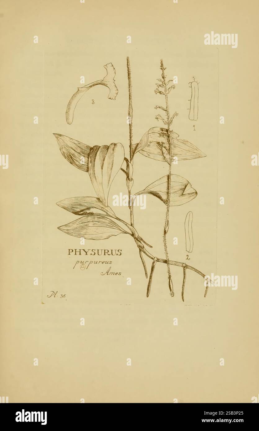 Orchidaceae, 1905-22, Monocotyledoneae, Orchidaceae, Orchideen, Blanche Ames Ames, Women in Science, die Illustration zeigt eine Pflanze aus der Gattung Physurus, die speziell als Physurus purpureus identifiziert wurde. Die detaillierte Darstellung zeigt die langen Blätter und schlanken Stiele der Pflanze, begleitet von einigen markierten botanischen Strukturen. Diese Strukturen sind akribisch nummeriert, was einen Einblick in die Anatomie der Pflanze bietet. Im Begleittext wird der Artenname hervorgehoben und seine Klassifizierung in der botanischen Literatur betont. Die Gesamtkomposition spiegelt einen klassischen botanischen Stil wider Stockfoto