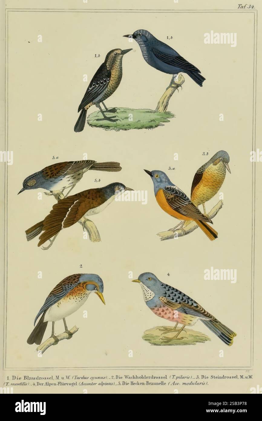 Praktische Naturgeschichte der Vögel, Leipzig, 1850, Vögel, Bildwerke, eine Sammlung von ornithologischen Illustrationen, die verschiedene Vogelarten in verschiedenen Stellungen und Stadien zeigen. Jeder Vogel ist nummeriert und gekennzeichnet, wobei sein wissenschaftlicher Name und sein gebräuchlicher Name angegeben sind. Die dargestellten Arten umfassen eine Vielzahl von Drosseln und anderen Singvögeln, die durch ihr eigenes Gefieder und ihre Farben gekennzeichnet sind. Die Illustrationen erfassen die komplizierten Details jedes Vogels, einschließlich Schnabel, Federn und Haltung, und betonen ihre natürliche Schönheit und Vielfalt im Vogelleben. Die Anordnung displ Stockfoto