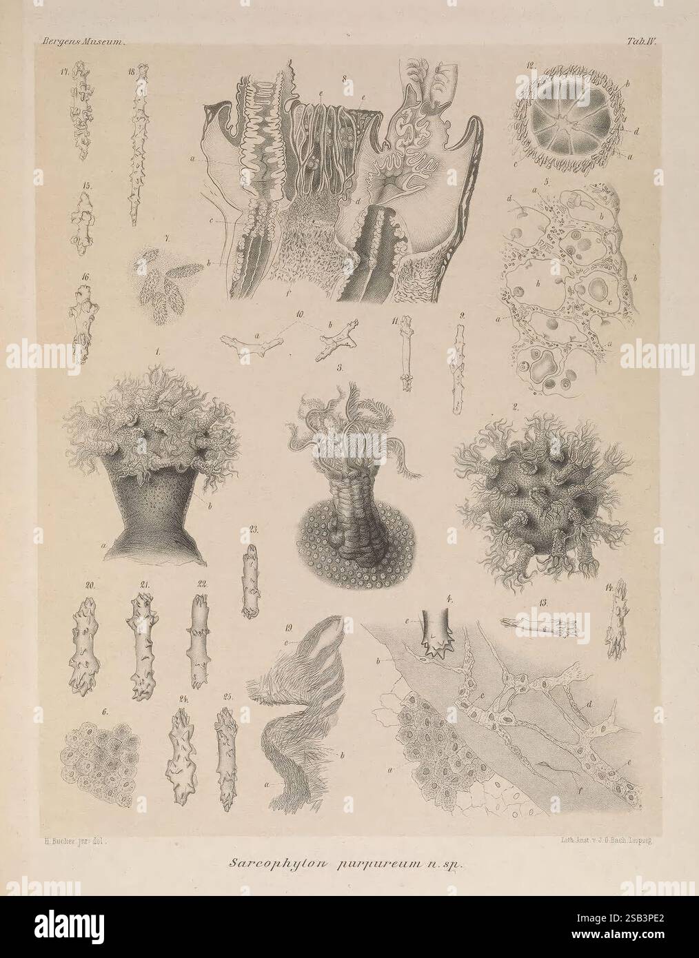 Nye, Alcyonider, Gorgonider, og, Pennatulider, tilhørende, Norges, Fauna, Bergen, J. Griegs, Bogtrykkeri, 1883, alcyonaria, diese Illustration zeigt verschiedene komplizierte und detaillierte Darstellungen von Sarcophyton purpureum und zeigt seine einzigartigen morphologischen Strukturen. Das Design umfasst mehrere Darstellungen des Organismus aus verschiedenen Perspektiven und hebt seine Texturen, Formen und symbiotischen Beziehungen zu anderen Meereslebewesen hervor. Jeder beschriftete Abschnitt bietet eine genauere Untersuchung spezifischer Merkmale, wie Polypen und Korallitstrukturen, was zum Verständnis von Marine b beiträgt Stockfoto