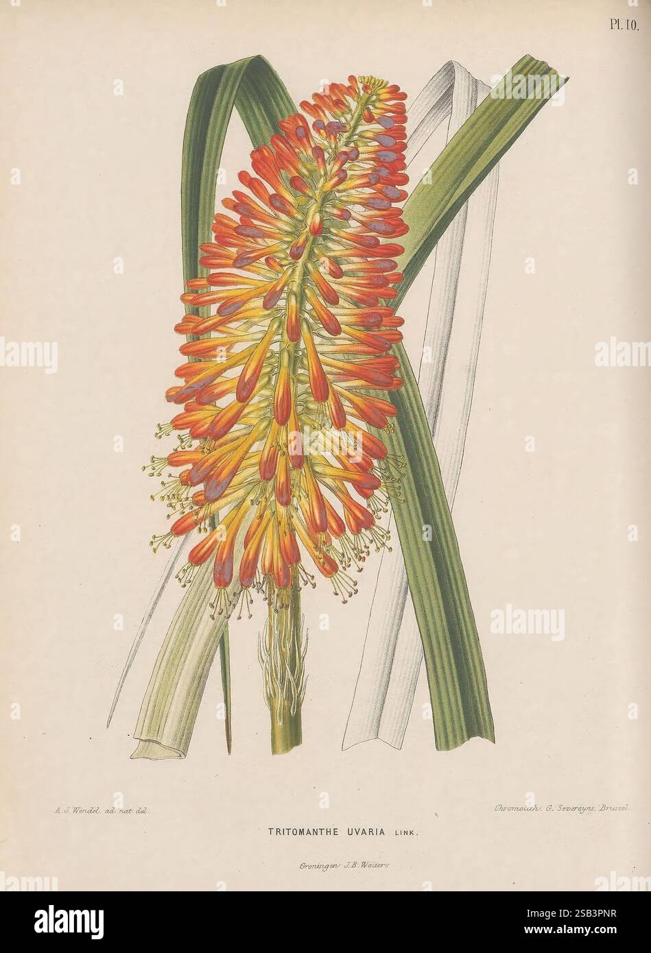 Flora, Groningen, J.B. Wolters, 1868, Blumen, Niederlande, Bildwerke, Pflanzen, Pflanzen, Zierpflanzen, die Illustration zeigt eine eindrucksvolle botanische Studie der Tritomanthe uvaria, die ihren lebendigen Blütenstachel mit zahlreichen röhrenförmigen Blüten in Orange- und Gelbtönen zeigt. Die langen, lanzenförmigen grünen Blätter bilden einen kontrastierenden Hintergrund und verstärken die visuelle Wirkung der farbenfrohen Blütenstände. Zarte Details unterstreichen die komplizierte Struktur der Blüten, die das Wesen dieser fesselnden Pflanze einfangen. Dieses Kunstwerk spiegelt die akribische Natur der botanischen Illu wider Stockfoto