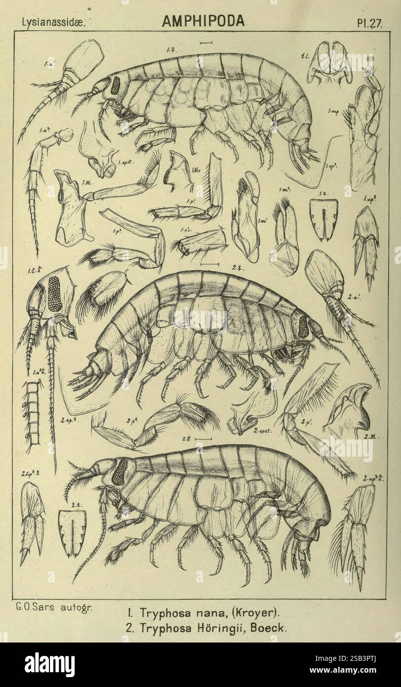 An, Account, of, The, Crustacea, von, Norwegen Amphipoda, Plates, Christiania, A, Cammermeyer, 1895–1928, Norwegen, Crustacea, Eine detaillierte Abbildung, die verschiedene Arten von Amphipoden zeigt, insbesondere Tryphosa nana und Tryphosa hörgini. Das Design zeigt mehrere Ansichten, einschließlich seitlicher und dorsaler Perspektiven, und hebt wichtige anatomische Merkmale wie Antennen, Gliedmaßen und Körpersegmentierung hervor. Diese wissenschaftliche Darstellung unterstreicht die Feinheiten dieser kleinen Krebstiere und trägt zu einem tieferen Verständnis ihrer Morphologie und Klassifizierung innerhalb der Lysianassidae fa bei Stockfoto