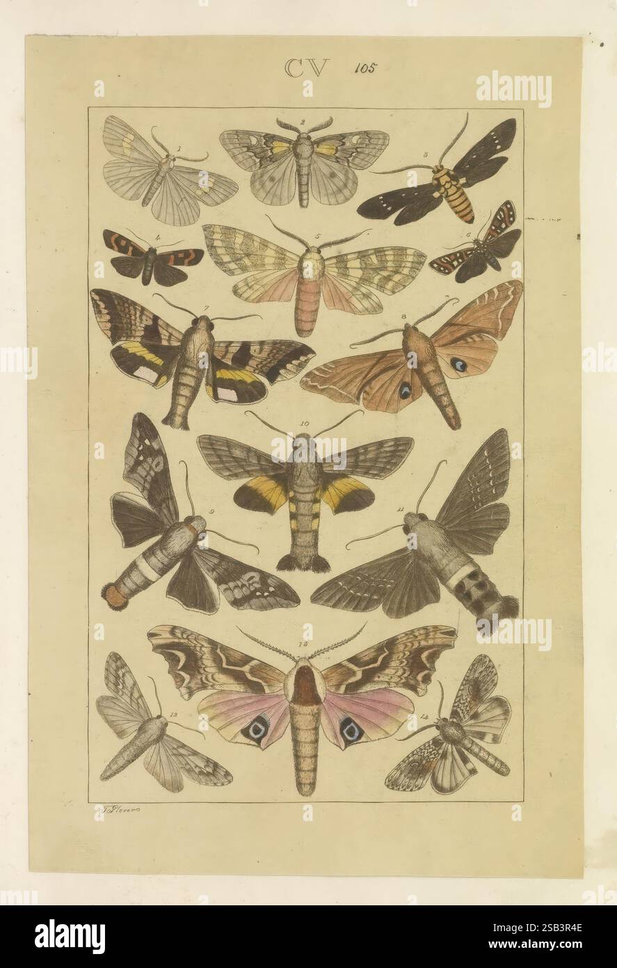 Schmetterlinge, Manuskript, [zwischen 1873 und 1883?], schmetterlinge, Lebenszyklen, Manuskripte, Bildwerke, Insekten, Schmetterlinge, Eine beeindruckende Sammlung verschiedener Arten von Falter und Schmetterlingen, in einer systematischen Anordnung. Die Illustration zeigt eine Vielzahl von Flügelmustern und -Farben, von filigranen Streifen und Flecken bis hin zu leuchtenden Farbtönen. Jede Probe ist mit dem entsprechenden Namen versehen, wodurch die einzigartigen Eigenschaften jedes Insekts hervorgehoben werden. Das detailreiche Kunstwerk betont die zarten Strukturen der Flügel, einige zeigen auffällige Augenmuster, die sie noch verstärken Stockfoto