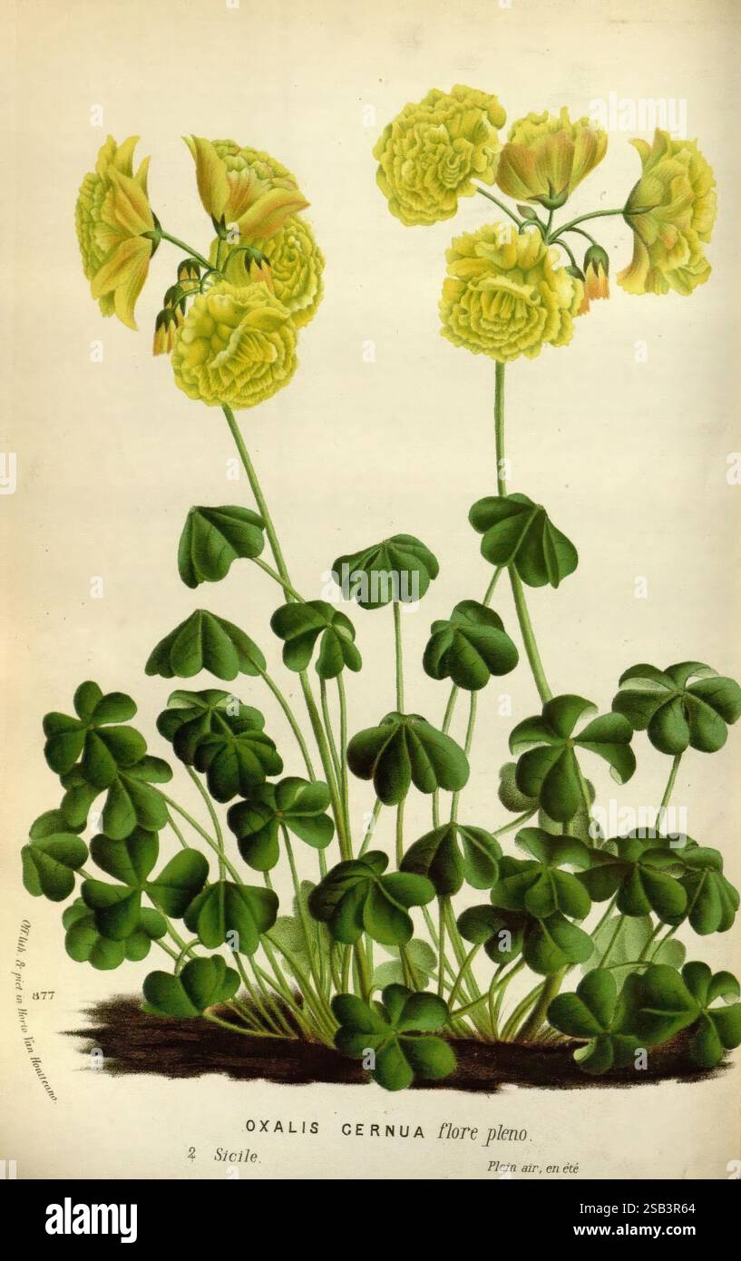 Flore des serres et des jardins de l'Europe A Gand, chez Louis van Houtte, éditeur, 1845-1880, die Abbildung zeigt eine botanische Darstellung der Pflanze Oxalis cernua, die durch ihre bezaubernden, dichten, gelben, flauschigen Blüten gekennzeichnet ist, die auf kräftigen grünen Stängeln blühen. Unter den Blüten zeigt sich das üppige, kleeähnliche Laub mit charakteristischen herzförmigen Blättern, die zum leuchtenden grünen Farbton der Pflanze beitragen. Diese Darstellung betont die komplizierten Details der Blüten und Blätter und bietet einen Einblick in die natürliche Schönheit und Komplexität dieser Art. Der botanische Name und Lo Stockfoto