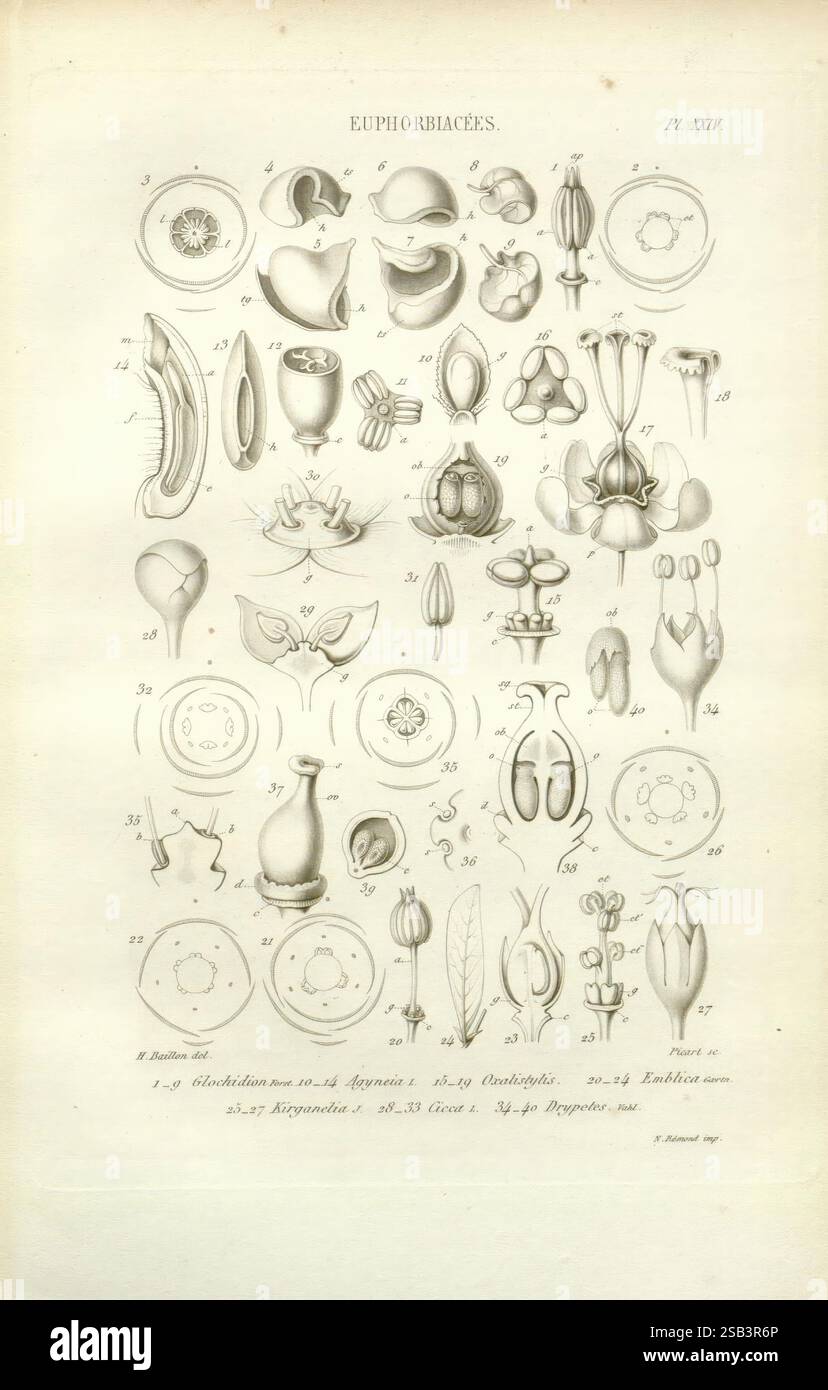 Etude générale du groupe des Euphorbiaceae, Paris, V. Masson, 1858, Euphorbiaceae, eine Sammlung botanischer Illustrationen zu verschiedenen Arten aus der Familie der Euphorbiaceae. Jede detaillierte Darstellung zeigt die komplizierten Strukturen von Blumen, Samen und Früchten und bietet Einblicke in ihre einzigartigen Formen und Eigenschaften. Die Abbildungen sind nummeriert und akribisch gekennzeichnet, was eine wissenschaftliche Referenz darstellt, die das Studium dieser Pflanzen verbessert. Die Zusammensetzung bietet eine Vielzahl von Formen, Größen und Konfigurationen, die die Vielfalt dieser Pflanzenfamilie widerspiegeln. Stockfoto