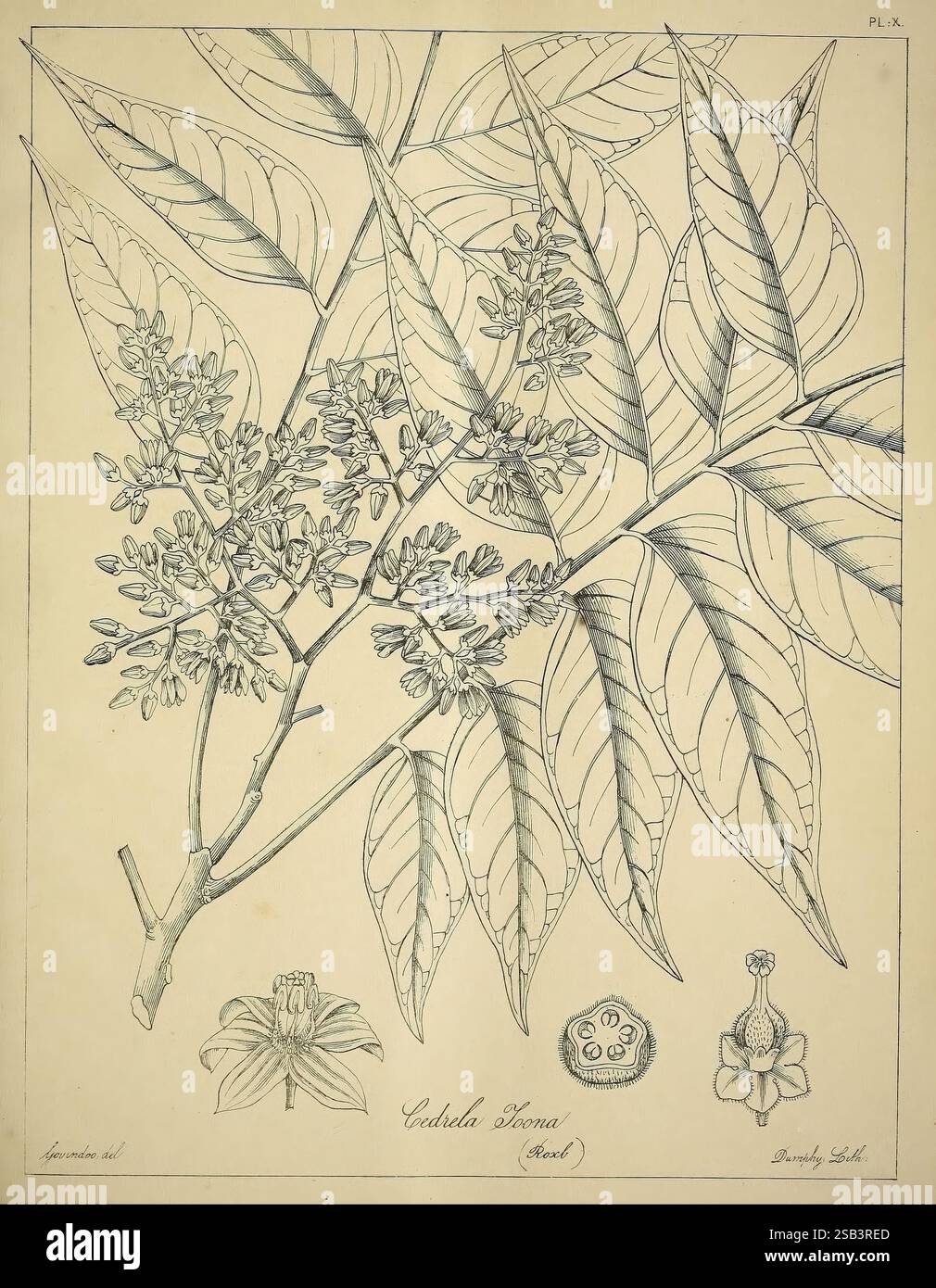 Die Flora sylvatica für Südindien: Madras, 1869-1873, Bäume, Indien, Botanik, die Illustration zeigt das detailreiche Laub und die Blumen der Guzmania zonata-Pflanze, begleitet von ihren botanischen Merkmalen. Hervorzuheben sind die lang gezogenen Blätter mit ausgeprägten Venationsmustern, die eine üppige Kulisse für die zarten kleinen Blumenhaufen bieten. Die botanische Nomenklatur ist eindeutig eingetragen, was die wissenschaftliche Klassifizierung der Arten hervorhebt. Entlang der Unterseite werden zusätzliche Elemente wie die Obst- und Blumenstrukturen dargestellt, die betonen Stockfoto