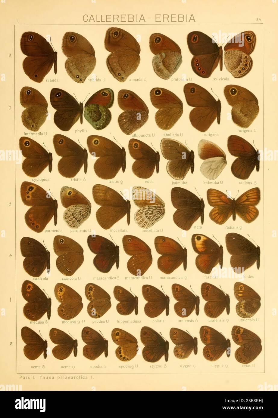 Die, Macrolepidoptera, von, die, Welt, Stuttgart, Seitz'schen, Kernen, 1906-, lepidoptera, diese Illustration zeigt eine vielfältige Sammlung von Schmetterlingen der Gattung Callerebia, insbesondere der Erebia-Arten. Die Schmetterlinge sind in einem Rasterformat angeordnet, wobei jedes Exemplar mit einem Buchstaben von A bis G gekennzeichnet ist. Jede Reihe weist Variationen in Farbe, Muster und Größe auf, wodurch die unterschiedlichen Merkmale jeder Art hervorgehoben werden. Zu den bemerkenswerten Merkmalen gehören die komplizierten Flügelmuster, die eine Reihe von Erdtönen und charakteristischen Augenflecken aufweisen, die zu ihrer Identifikation beitragen. Diese Darstellung Stockfoto