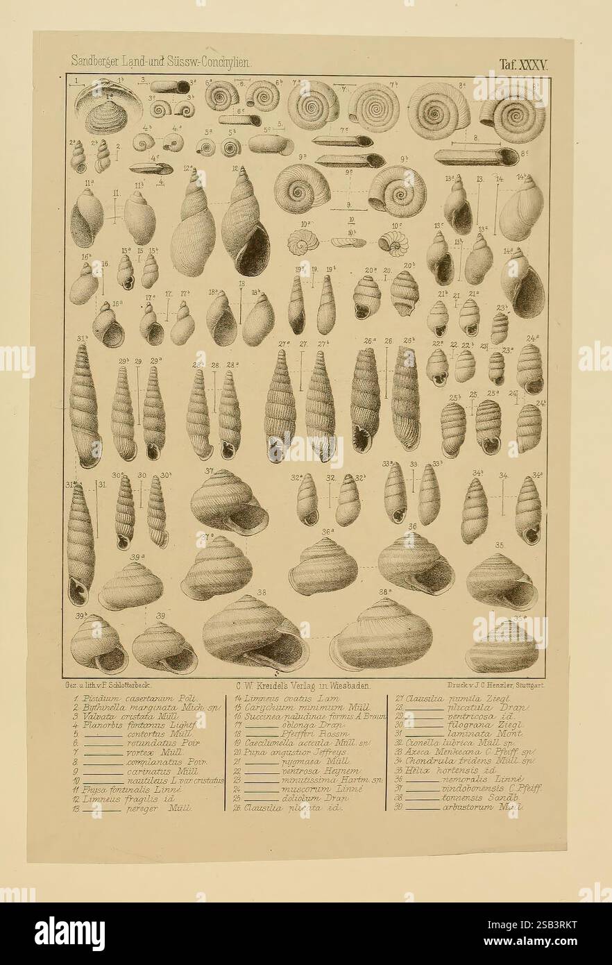 Die Land- und süsswasser Conchylien der Vorwelt, Wiesbaden, C.W. Kreidel, 1875. Paläontologie, Weichtiere, Fossilien, die Abbildung zeigt eine umfassende Auswahl verschiedener Schnecken- und Muschelarten, die sorgfältig in einem Raster angeordnet sind. Jede Art wird detailliert dargestellt und zeigt ihre einzigartige Form, Größe und komplizierte Muster. Das Bild enthält Beschriftungen, die jede Art zusammen mit ihren jeweiligen wissenschaftlichen Namen identifizieren. Das Gesamtlayout unterstreicht die Vielfalt dieser Weichtiere, die verschiedene Arten, wie spiralförmige und kegelförmige Schalen, aufweisen und ihre charakteristischen Merkmale hervorheben. Th Stockfoto