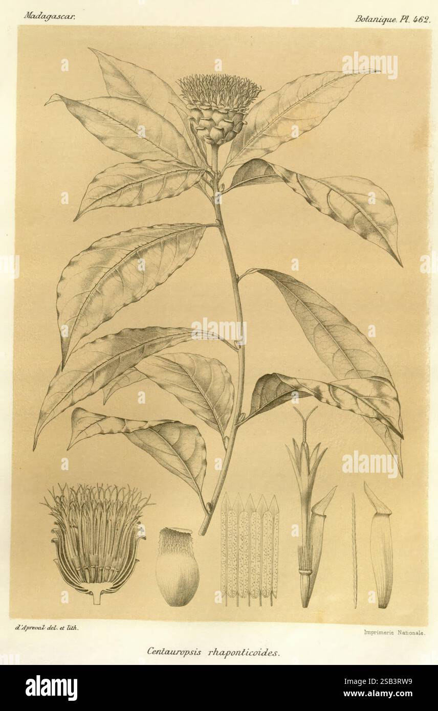 Histoire physique, naturelle, et politique de Madagascar Paris, impr. nationale, 1885-, Beschreibung und Reise, Lepidoptera, Madagaskar, Karten, Naturgeschichte, diese Illustration zeigt die Pflanze **Cotanarpus rhaponticoides**, die ihre besonderen botanischen Eigenschaften zeigt. Im Mittelpunkt steht die gesamte Struktur der Pflanze, einschließlich ihrer langen Blätter und ihres Blütenkopfes. Die Hauptdarstellung der Pflanzen umgibt detaillierte Darstellungen verschiedener Aspekte, wie Samen, Blattformen und Blumenstrukturen. Jedes Element wird akribisch gerendert, um die besonderen Merkmale dieses Elements hervorzuheben Stockfoto