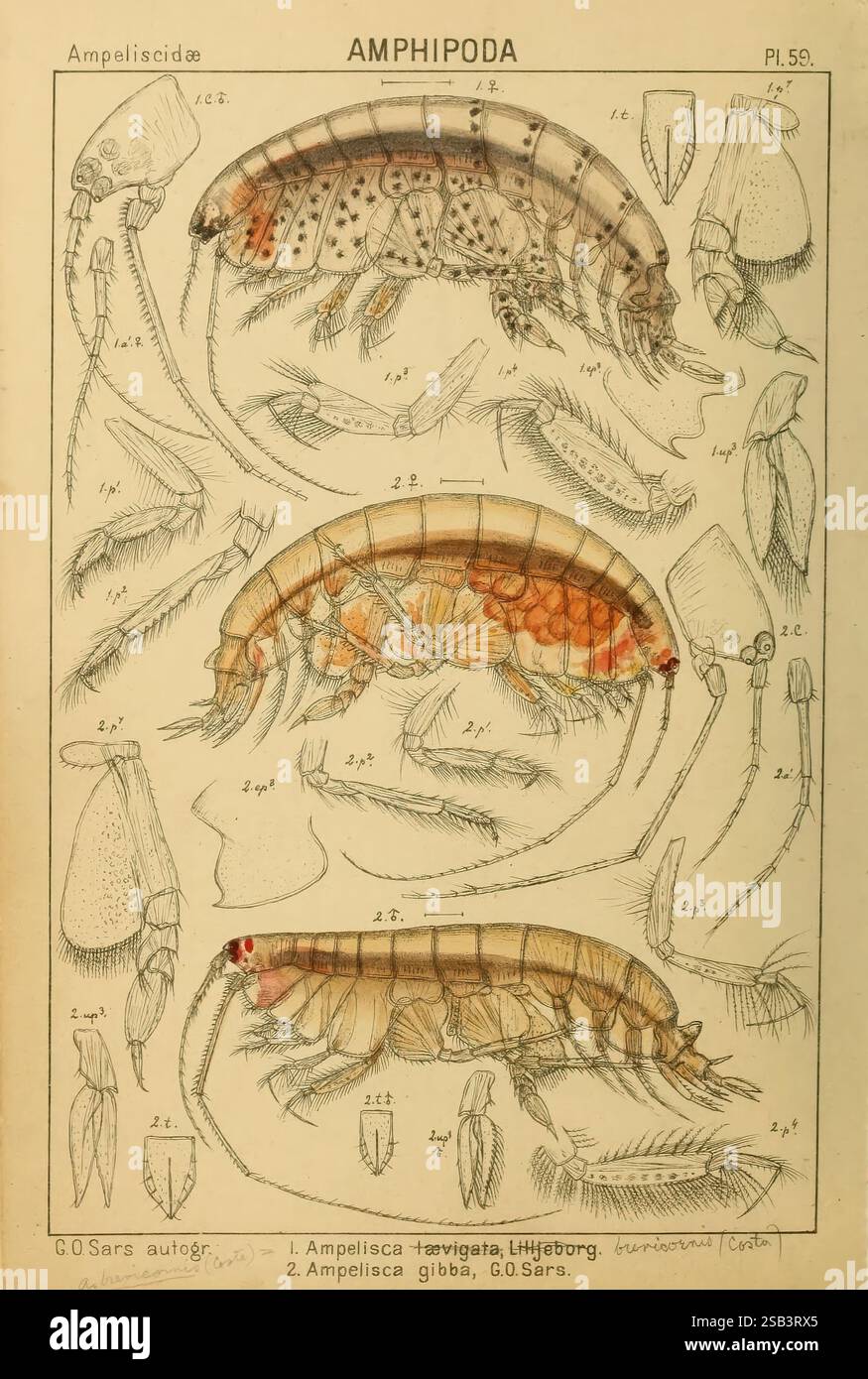 Ein Bericht über die Crustacea von Norwegen, Christiania, A. Cammermeyer, 1895-1928. Krebstiere Norwegen Krebstiere, diese Abbildung zeigt detaillierte wissenschaftliche Zeichnungen von Amphiopoda, einer Gruppe von Krebstieren. Es enthält markierte anatomische Diagramme für drei verschiedene Arten, die ihre Körperstrukturen, Anhängsel und Merkmale wie Antennen und Exoskelette darstellen. In den Zeichnungen werden spezifische Merkmale für die Identifizierung hervorgehoben, wobei die Zahlen den verschiedenen Teilen der Organismen entsprechen. Die komplizierten Details geben Einblicke in die Morphologie dieser Meeresbewohner, die zu Th beitragen Stockfoto