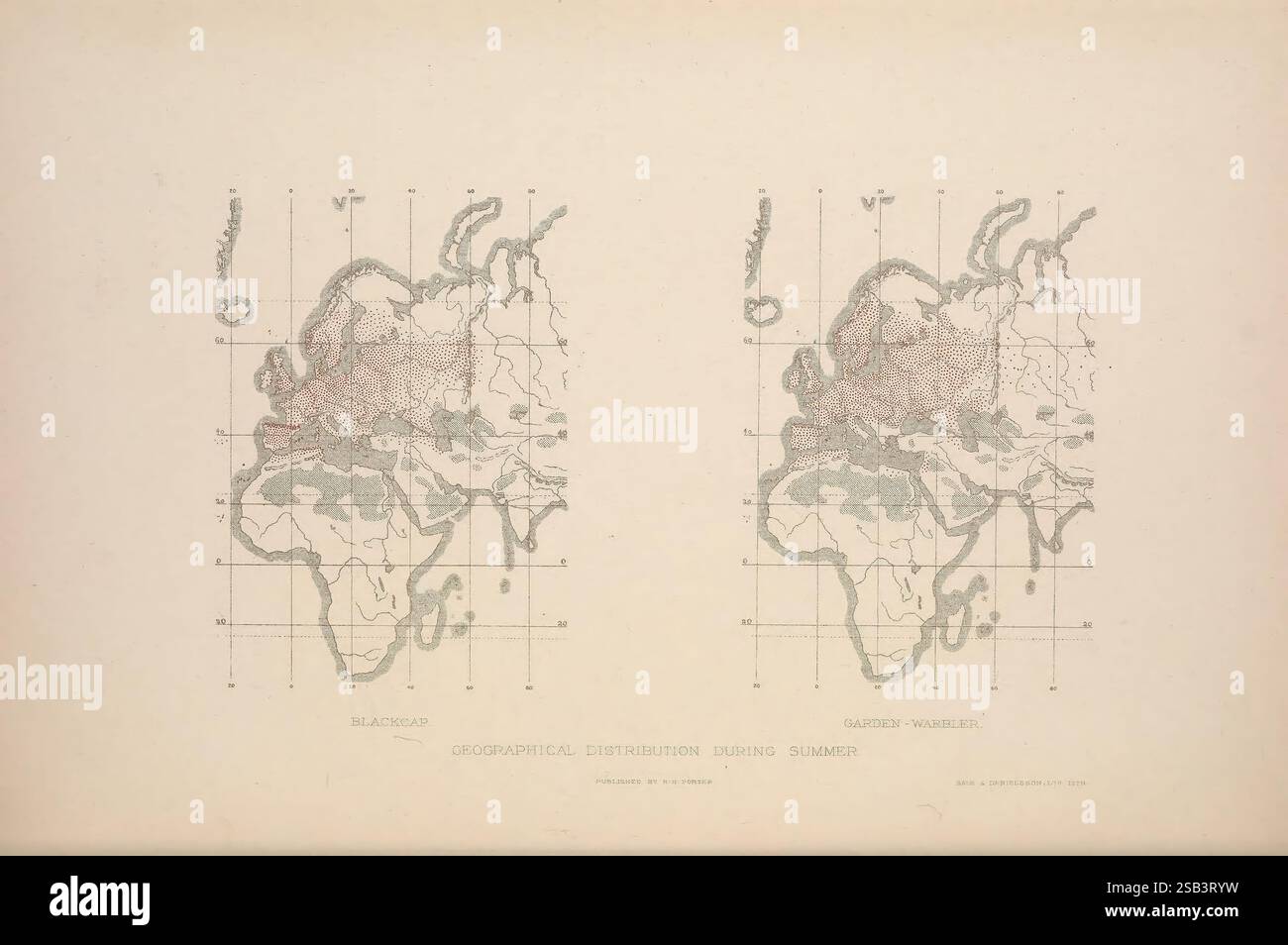 The British Warblers, London, R.H. Porter, 1907-1914, Großbritannien, Birds, Sylviidae, Eine Vintage-Karte, die die geografische Verteilung der Schwarzkappen- und Gartenfresser-Populationen während der Sommermonate veranschaulicht. Die Karte zeigt zwei benachbarte Darstellungen einer Weltkarte, die Gebiete hervorhebt, in denen diese Vogelarten häufig vorkommen. Bereiche werden in unterschiedlichen Tönen schattiert, um Dichte und Verteilung anzuzeigen. Rasterlinien überlagern die Karte und bieten einen geografischen Kontext, während Kompassrosensymbole Navigationsdetails hinzufügen. Das Design spiegelt einen historischen Ansatz der ornithologischen Kartierung wider, betonend Stockfoto