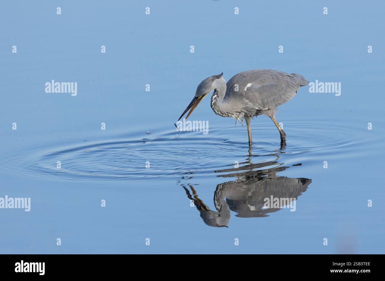 Der graue Reiher, der im Wasser stand, verlor die Muschel aus seinem Schnabel. Es war bei seinem zweiten Versuch erfolgreich. Stockfoto Der graue Reiher, der im Wasser stand, verlor die Muschel aus seinem Schnabel. Es war bei seinem zweiten Versuch erfolgreich. Stockfoto