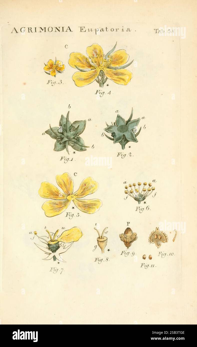 Pflanze Der See 10 Buchstaben Illustratio Systematis Sexualis Linnaeani Francofurti Ad Moenum