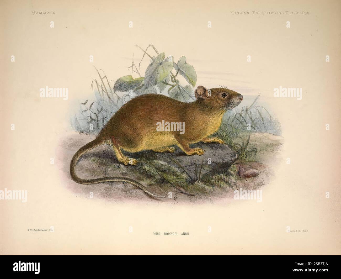 Anatomische und zoologische Forschung, v.2, 1878, China, Zoologie, Provinz Yunnan, eine Illustration eines Mys dievsi mit schlankem Körper und langem Schwanz. Die Kreatur hat ein sattes braunes Fell mit goldenen Untertönen an den Seiten, die ihre natürliche Tarnung in der Wildnis verstärken. Seine wachsame Haltung, der Kopf leicht angehoben und die Barthaare deutlich sichtbar dargestellt, deutet auf Neugier oder Vorsicht hin. Die Kreatur umgibt empfindliche botanische Elemente, die auf ihren natürlichen Lebensraum hinweisen und den Kontext seiner ökologischen Umwelt bilden. Das detaillierte Rendering betont die Texturen des Pelzes und des Stockfoto