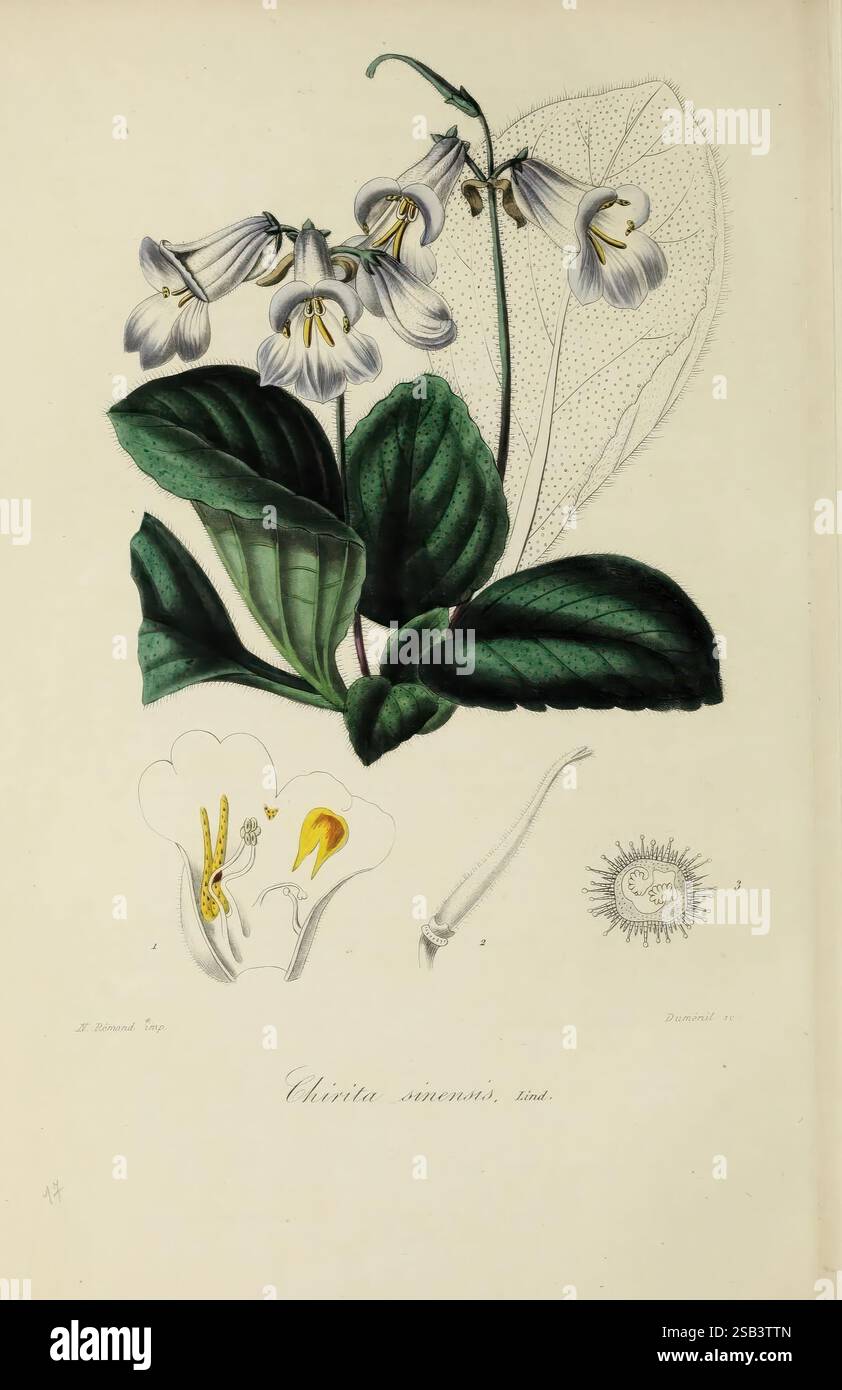 Herbier, General, de, l'Amateur, Paris, die Komposition zeigt eine botanische Illustration der Blume „Chirita sinensis“. Auffällig sind zarte weiße Blüten mit dezenten gelben Akzenten, die auf üppig grünen Blättern liegen und sich durch eine markante Rippenstruktur und eine strukturierte Oberfläche auszeichnen. Jede Blume ist detailreich und zeigt die einzelnen Blütenblätter und Staubblätter. Die Blumendarstellung wird durch ein wissenschaftliches Diagramm ergänzt, das die Anatomie der Blume, einschließlich der Fortpflanzungsteile und einer kleinen, kreisförmigen Struktur, die Pollen oder ein anderes verwandtes botanisches Element darstellen kann, veranschaulicht Stockfoto