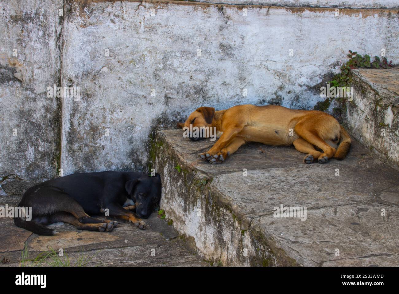 Straßenhunde in Brasilien, einschließlich einer Karamelo-Mischrasse Stockfoto