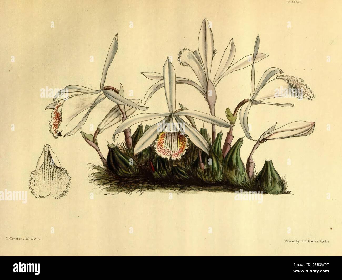 Paxtons Blumengarten London Bradbury and Evans 1850 1853, zarte weiße Blumen mit langen Blütenblättern und komplizierte Details blühen anmutig und zeigen ihre einzigartige Struktur. Eingebettet zwischen üppig grünem Laub, haben die Blüten einen markanten zentralen Teil, der ihren Reiz noch verstärkt. Die Basis umgibt weiche, büschelartige Elemente die Gesamtkomposition, während eine kleinere Darstellung einer Blütenstruktur auf die Komplexität ihrer Anatomie hinweist. Diese botanische Darstellung unterstreicht die Eleganz und Schönheit der vorgestellten Pflanze und lädt zur Neugier auf ihre Art und ihren Lebensraum ein. Stockfoto