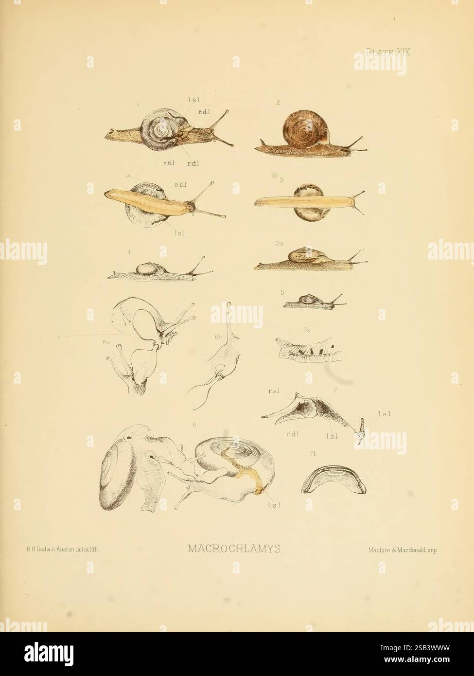 Land, Süßwasser, Mollusca, Indien, London, Taylor und Francis, 1882. Asien, Indien, Weichtiere, diese Abbildung zeigt eine Reihe detaillierter Skizzen verschiedener Arten von Macrochlamys, einer Art Landschnecke. Die Anordnung umfasst mehrere Ansichten jeder Probe, die einen umfassenden Überblick über ihre physikalischen Eigenschaften bieten. Im oberen Abschnitt werden die dorsalen und lateralen Ansichten verschiedener Schnecken dargestellt, wobei deren Schalenformen und -Merkmale hervorgehoben werden. Der untere Abschnitt bietet eine genauere Untersuchung anatomischer Details und zeigt die Körperstruktur und Bewegung der Schnecke. Jede Zeichnung ist meti Stockfoto