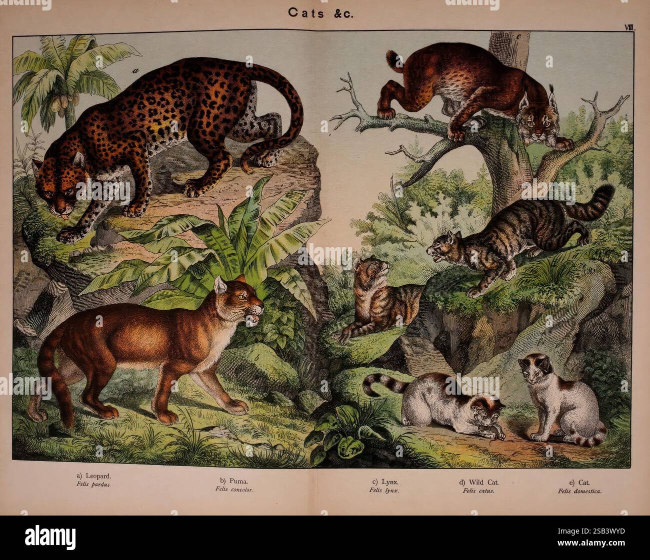 Naturgeschichte des Tierreiches für die Verwendung junger Menschen Brighton, E. & J. B. Young and Co,1889, Tiere, Jugendliteratur, Bildwerke, Zoologie, Katzen, Großkatzen, Leopard, puma, Luchs, wildcat, William Forsell Kirby, Gotthilf Heinrich von Schubert, die Illustration zeigt verschiedene Arten von Wildkatzen in ihren natürlichen Lebensräumen. Oben links ist ein Leopard in dynamischer Pose dargestellt, der sich durch felsiges Gelände umgibt und von üppiger Vegetation umgeben ist. Darunter ist ein puma mit einem fokussierten Ausdruck dargestellt, der so balanciert ist, als wäre er bereit zum Frühling. Rechts ist ein Luchs anmutig dargestellt Stockfoto