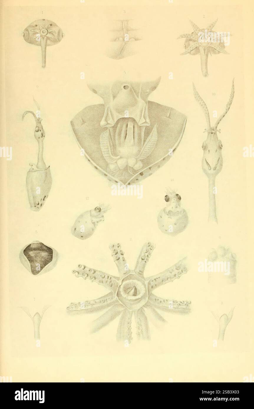 Der Cephalopoden-Atlas, 1975. Cephalopoda, Rhynchoteuthis, Brachioteuthis, Brachioteuthis Picta, Eine Sammlung detaillierter Illustrationen, die verschiedene Meeresorganismen, insbesondere Kopffüßer und verwandte Arten, zeigen. Das Arrangement umfasst Darstellungen verschiedener Tintenfische und Oktopusformen, die ihre einzigartigen anatomischen Merkmale wie Tentakeln, Flossen und charakteristische Körperformen hervorheben. Jede Illustration ist akribisch beschriftet und bietet Einblicke in die vielfältigen Anpassungen und Eigenschaften dieser faszinierenden Kreaturen, die ihre Komplexität und die Feinheiten ihres Morpholos betonen Stockfoto