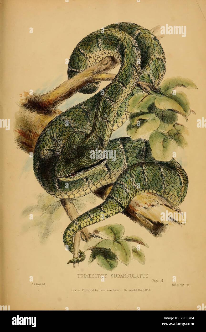 Beiträge zur Naturgeschichte von Labuan und den angrenzenden Küsten von Borneo London, J. Van Voorst, [1855] Borneo, Labuan, Natural History, Tropidolaemus, Wagleri, Tropidolaemus Wagleri, Trimesurus Subannulatus, Tropidolaemus Subannulatus, die Darstellung zeigt eine grüne Schlange, wissenschaftlich bekannt als Trimesurus surranulatus, die um einen Ast gewickelt ist, der von üppigen Blättern umgeben ist. Die Waagen der Schlange weisen komplizierte Muster aus grünen und dunklen Tönen auf, sodass sie sich nahtlos in ihre Umgebung einfügen kann. Das Kunstwerk hebt den langen Körper der Schlange und den scharfen Blick hervor Stockfoto