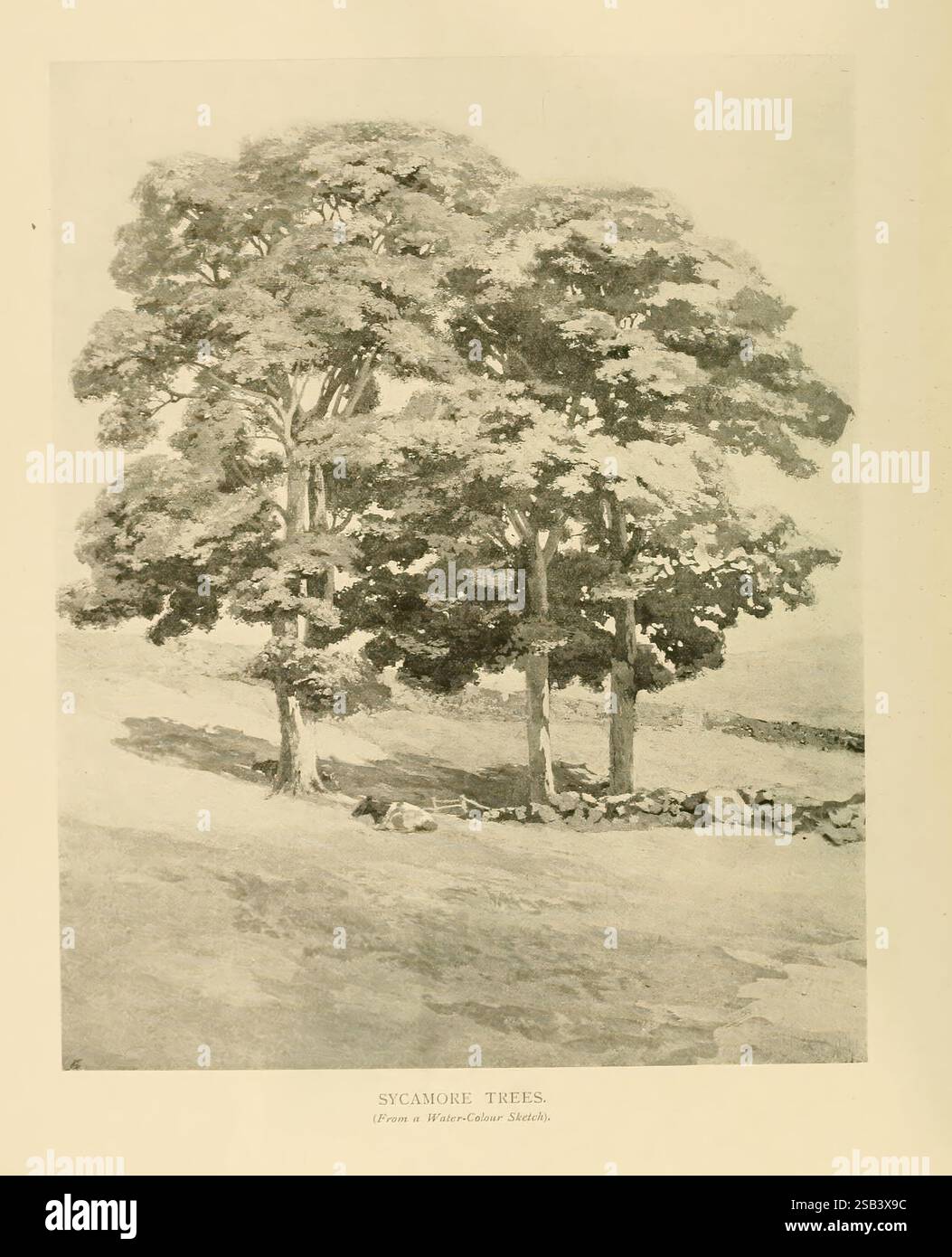 British Trees London Hutchinson 1907 Great Britain Trees, Eine ruhige Landschaft mit zwei majestätischen Platanen, die nebeneinander stehen und deren breite Baumkronen ein Gefühl von Schutz schaffen. Die Bäume befinden sich an einem sanften Hang, umgeben von einer grasbewachsenen Fläche, die zu einer felsigen Steinmauer am Fuß führt, die die natürliche Umgebung unterstreicht. Das Zusammenspiel von Licht und Schatten unterstreicht die Struktur der Baumrinde und die Zartheit des Laubs, was auf eine friedliche Nachmittagsszene in einer ländlichen Umgebung hindeutet. Der Titel identifiziert das Thema als „Sycamore Trees“ und weist den Ursprung als „von einem Mas“ an Stockfoto