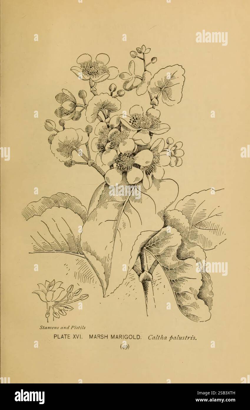 Ein Führer für die wilden Blumen. New York, 1899. Vereinigte Staaten, Wildblumen, Marion Ellis Rowan, Marian Ellis Rowan, Caltha palustris, sumpfblume, gelbe Sumpfblume, gelbe Blüten, Taxonomie: Familie= Ranunculaceae, Frauen in der Wissenschaft, diese Abbildung zeigt den Marsh Marigold, wissenschaftlich bekannt als Caltha palustris. Die Zeichnung hebt die charakteristischen runden, gelben Blüten hervor, die von breiten, grünen Blättern umgeben sind. Die Blütenblätter sind detailreich und zeigen ihre Textur und Form. In der unteren Ecke enthält eine kleinere Darstellung zusätzliche botanische Details, die noch deutlicher betont werden Stockfoto
