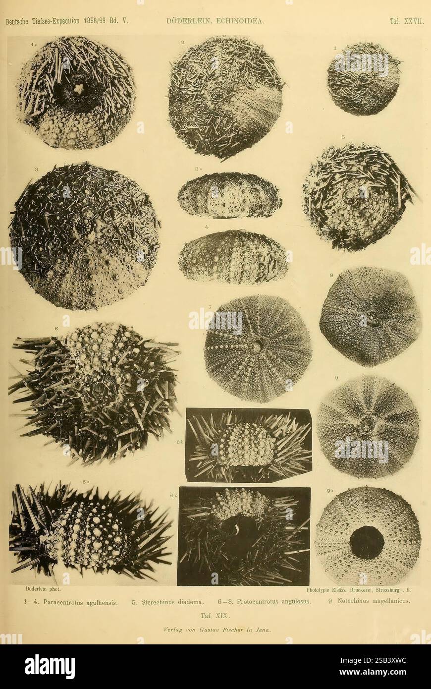 Wissenschaftliche Ergebnisse der Deutschen Tiefsee-Expedition auf dem Dampfer 'Valdivia' 1898-1899. Jena, G. Fischer, 1902-40. Deutsche Tiefsee-Expedition 1898-1899, Meerestiere, wissenschaftliche Expeditionen, Valdivia-Schiff, Weltreisen, Seeigel, die Illustration zeigt eine Sammlung von Echinoiden, insbesondere verschiedene Arten von Seeigeln. Die Anordnung besteht aus mehreren Proben mit unterschiedlichen Formen und Texturen, die ihre einzigartigen Stacheln und Oberflächenmuster hervorheben. Jeder Seeigel ist mit Etiketten gekennzeichnet, die wissenschaftliche Namen wie *Paracentrotus lividus* und * enthalten Stockfoto
