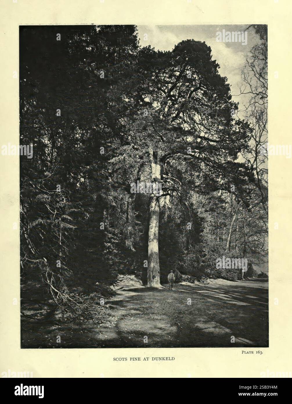 The, Trees, of, Großbritannien, Irland, Edinburgh, Priv, Print, 1906-13, Großbritannien, Irland, Trees, Eine majestätische Schottenkiefer erhebt sich majestätisch, ihre strukturierte Rinde und ihre weiten Äste reichen in den Himmel. Die umliegende Landschaft weist eine Mischung aus dichtem Nadelholz auf, die die Prominenz des Baumes unterstreicht. Auf der rechten Seite schlängelt sich ein Pfad durch die Szene, umgeben von Schatten und Licht, das durch die Bäume filtert, und lädt zum Erkunden ein. Im Hintergrund bietet ein Blick auf die ruhige Natur Tiefe und schafft eine ruhige und dennoch eindrucksvolle Darstellung der Schönheit der Natur. Stockfoto