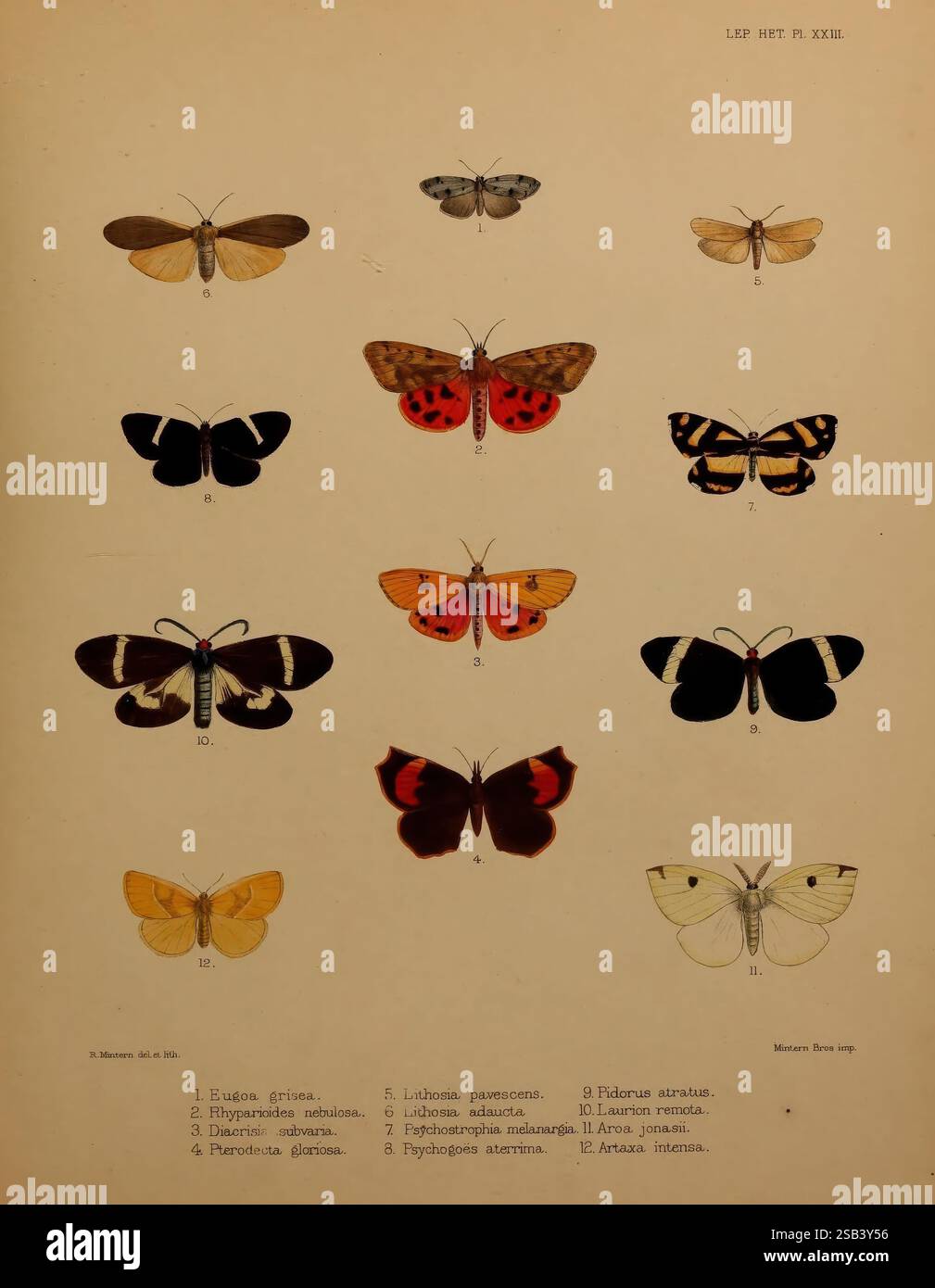 Abbildungen, von, typisch, Exemplaren, von, Lepidoptera, Heterocera, in, die, Sammlung, the, British Museum, London, 1877-93, Insekten, Eine Sammlung von verschiedenen Schmetterlingsarten, jede sorgfältig illustriert und zur Identifizierung gekennzeichnet. Das Arrangement besteht aus 13 verschiedenen Schmetterlingen, die eine Vielzahl von Farben, Mustern und Größen zeigen. Jeder Schmetterling ist mit einem Buchstaben gekennzeichnet, der seiner Art entspricht, was eine pädagogische Perspektive auf die Entomologie bietet. Dieses Display unterstreicht die Vielfalt des Lebens von Lepidopteren und hebt Merkmale wie Flügelformen und Co hervor Stockfoto