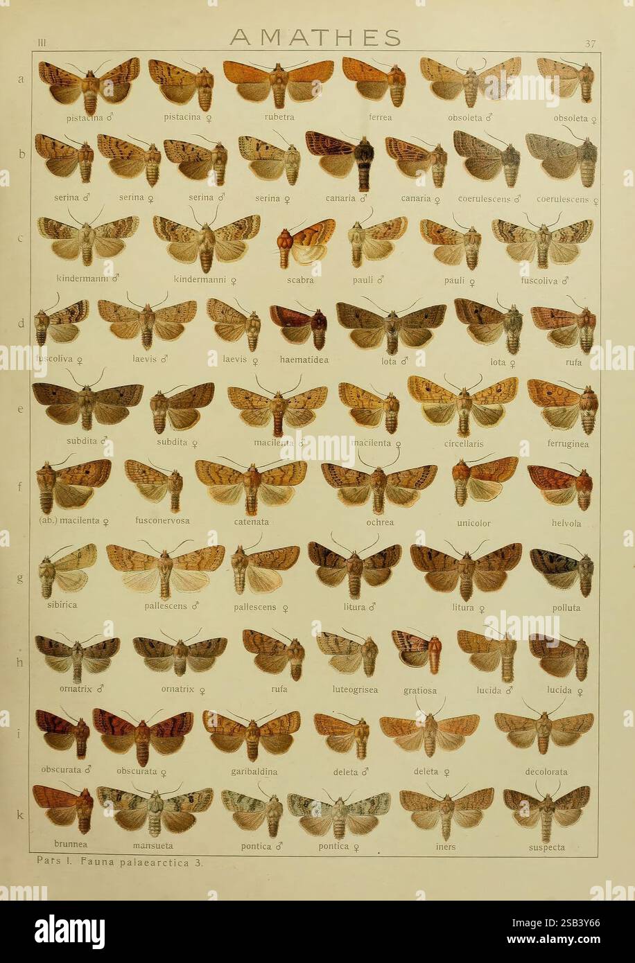 Die Makrolepidoptera der Welt, v.3, Plates Stuttgart, Seitz'schen (Kernen), 1906-1933, Schmetterlinge, Schmetterlinge, Eine detaillierte Darstellung verschiedener Arten von Falter unter der Kategorie „Amathes“. Das Layout verfügt über ein Raster mit zahlreichen Motten, die jeweils einzigartige Muster, Farben und Flügelformen zeigen. Oben in der Abbildung befindet sich der Titel „AMATHES“, während jeder Falter mit einem entsprechenden Buchstaben gekennzeichnet ist. Die Vielfalt der Morphologie ist offensichtlich, einige Falter weisen komplizierte Designs und unterschiedliche Farbvariationen auf, was die reiche Vielfalt innerhalb der Gruppe unterstreicht Stockfoto
