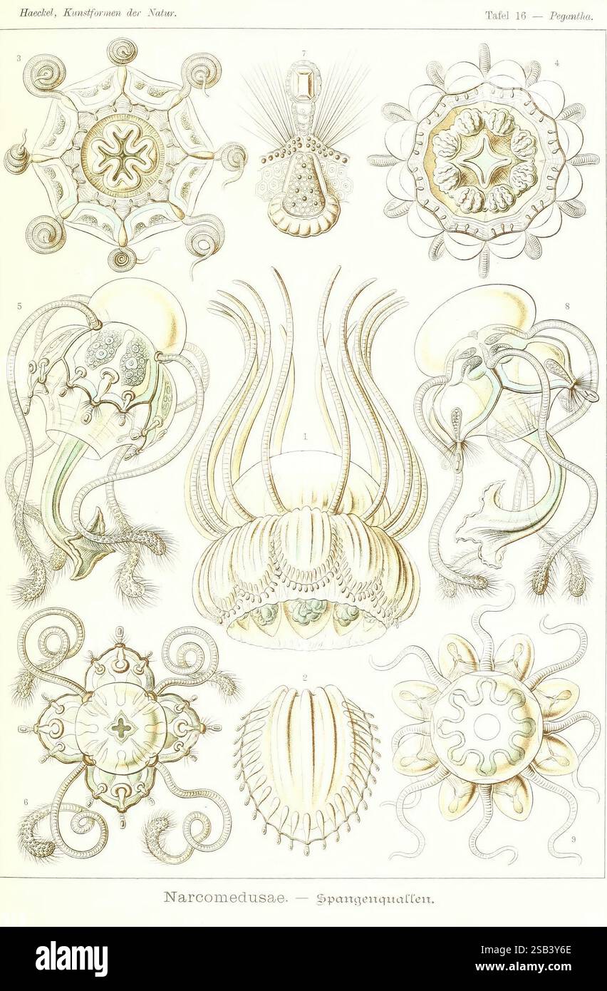 Kunstformen der Natur Leipzig und Wien Verlag des Bibliographischen Instituts 1904 Bildwerke Zoologie Ernst Haeckel zeigt eine Vielzahl von Quallen, die ihre komplexen Formen und filigranen Strukturen zeigen. Jede Probe ist beschriftet und weist einzigartige Merkmale auf, wie z. B. unterschiedliche Formen, Tentakelanordnungen und Körpermuster. Die Darstellung enthält eine Reihe von Medusen, deren Details die Transparenz und die Fließfähigkeit ihrer Körper hervorheben. Die verschiedenen Arrangements und die beschrifteten Abschnitte betonen die biologische Vielfalt innerhalb der Quallen-Familie und machen sie zu einer Stockfoto