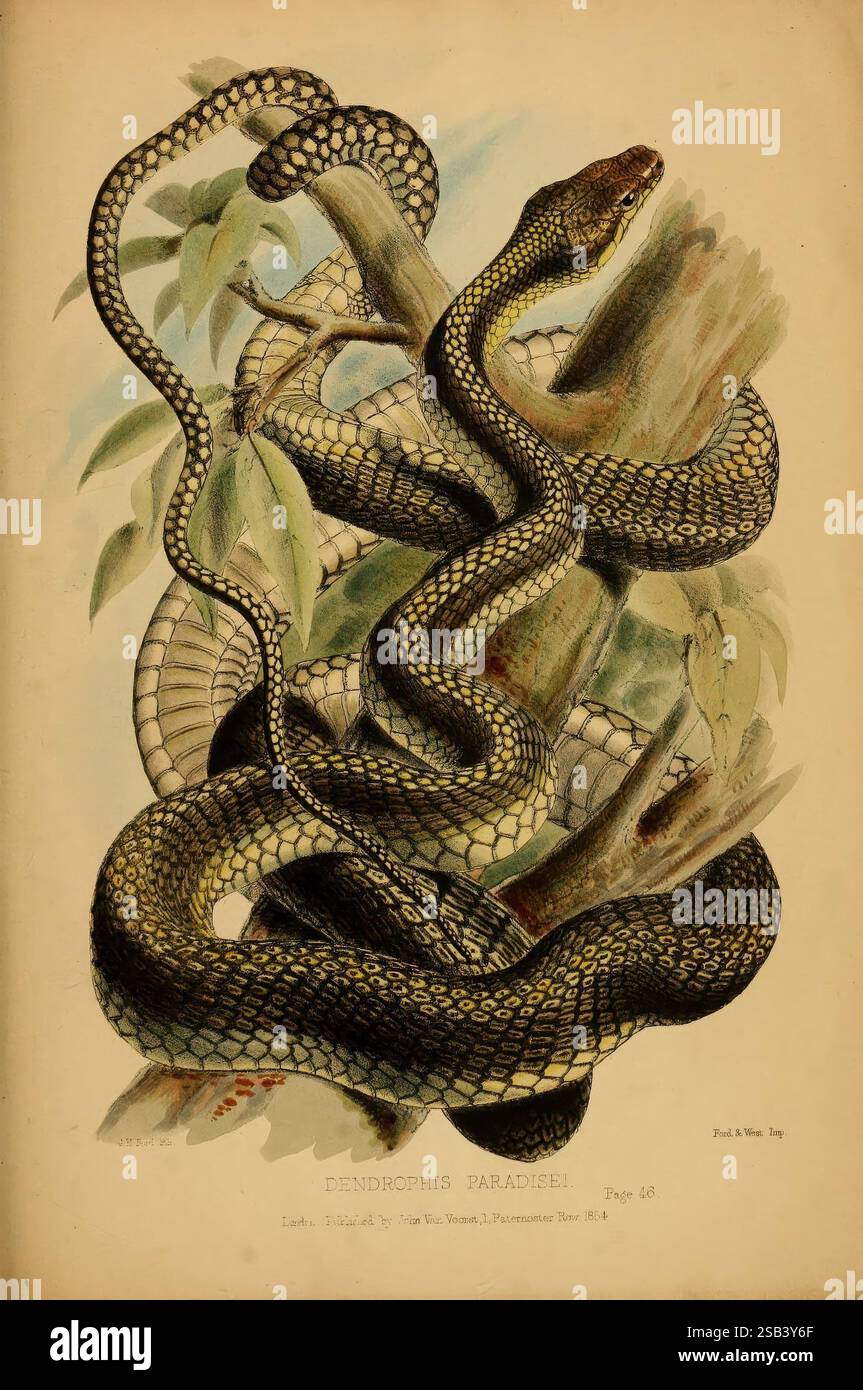 Beiträge zur Naturgeschichte von Labuan und den angrenzenden Küsten von Borneo, London, J. Van Voorst, [1855], Naturgeschichte, Borneo, Labuan, Dendrophis Paradisei, eine detailreiche Darstellung eines Dendrophis Paradieses, bekannt als die Paradies-Baumschlange. Die Schlange ist elegant um einen Zweig gewickelt und zeigt ihre leuchtenden grünen und gelben Skalen, die einen auffälligen Kontrast zu den gedämpften Tönen der Umgebung bilden. Das Kunstwerk fängt die anmutigen Kurven des Schlangenkörpers ein und offenbart seine lange Form und markante Markierungen. Üppiges Laub im Hintergrund fügt eine nat hinzu Stockfoto