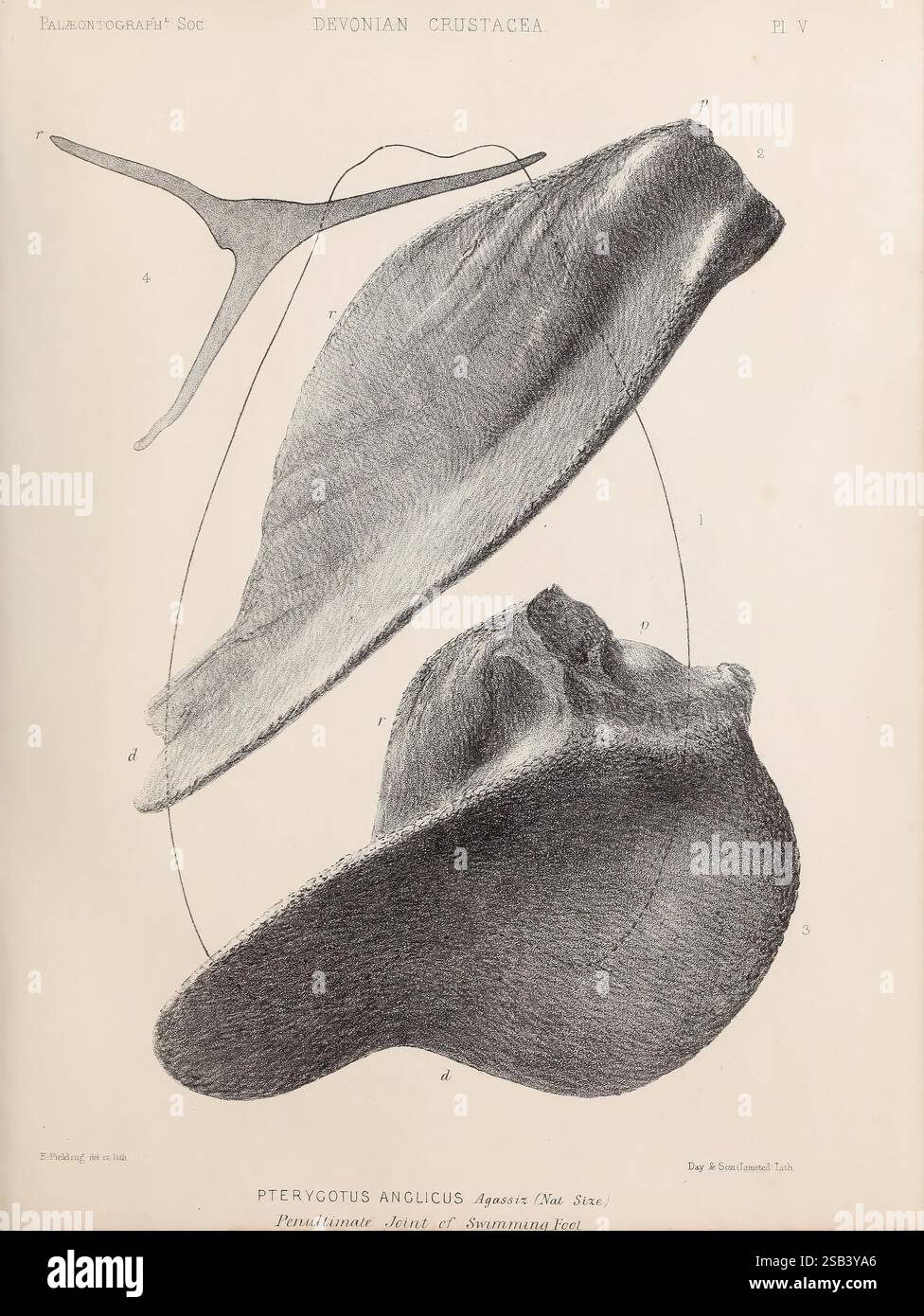 Eine Monografie der britischen Fossilien Crustacea, London, gedruckt für die Palaeontographical Society, 1866-78, Großbritannien, Paläontologie, Crustacea, Fossil, Geschichten, Eine detaillierte Illustration zeigt die Anatomie von *Pterygotus anglicus*, einem prähistorischen Meerestier aus der Devon-Zeit. Das Bild hebt verschiedene Merkmale hervor, darunter sein großes, fossiles Exoskelett und seine markante Körperstruktur. Beschriftungen weisen auf wichtige anatomische Teile hin, z. B. den Panzer, die Chelicerae und verschiedene Anhängsel. Die sorgfältige Wiedergabe unterstreicht die einzigartige Morphologie der Kreatur und gibt Einblicke in die Evo Stockfoto