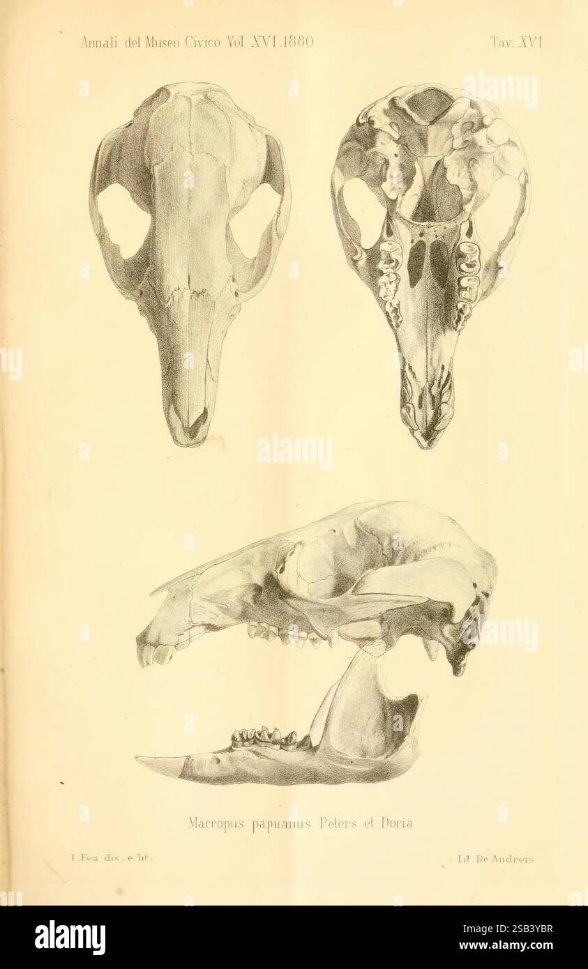 Enumerazione dei mammiferi Genova Tip del R Istituto Sordo-Muti 1881 Papua Neuguinea Säugetiere Taxonomie: königreich = Animalia Taxonomie: Klasse = Mammalia Taxonomie: Phylum = Chordata Diprotodontia Taxonomie: Familie = Macropodidae Macropus agilis, die Abbildung zeigt die Schädelanatomie des Macropus papuanus papuanus, einer in Neuguinea heimischen Känguru. Es bietet drei Detailansichten: Eine laterale Perspektive, die die Gesamtform und die markanten Merkmale hervorhebt, eine dorsale Ansicht, die die obere Struktur und die Knochenanordnung zeigt, und eine ventrale Ansicht, die die Unterseite und den Kiefer zeigt Stockfoto