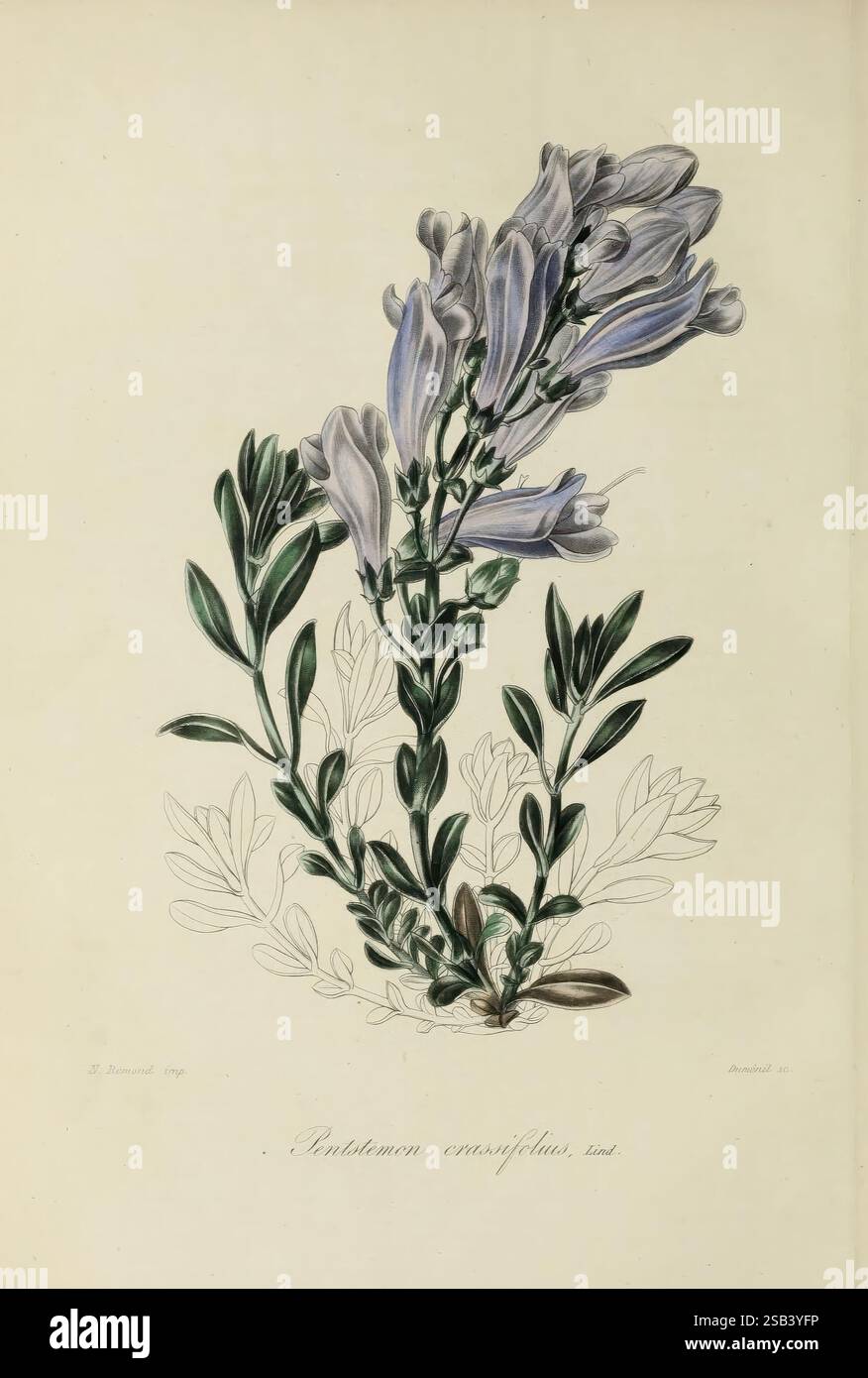 Herbier General de l'Amateur, Paris, die Illustration zeigt einen zarten Blumenkasten mit langen, schlanken Blüten in hellblauen Tönen, anmutig gewölbt und über grünem Laub überlagert. Die Blätter variieren in ihrer Form, wobei einige schlank und gestreckt sind, während andere breiter sind. Unterhalb der leuchtenden Blüten deuten subtilere Linien zusätzlicher Blätter auf einen reichen, natürlichen Lebensraum hin. Unten ist der Name „Pentstemon corymbosus“ eingeprägt, der die dargestellte Art angibt. Diese botanische Studie fängt nicht nur die Schönheit der Blüte ein, sondern spiegelt auch die Feinheiten der Pflanzenformen und des Tex wider Stockfoto