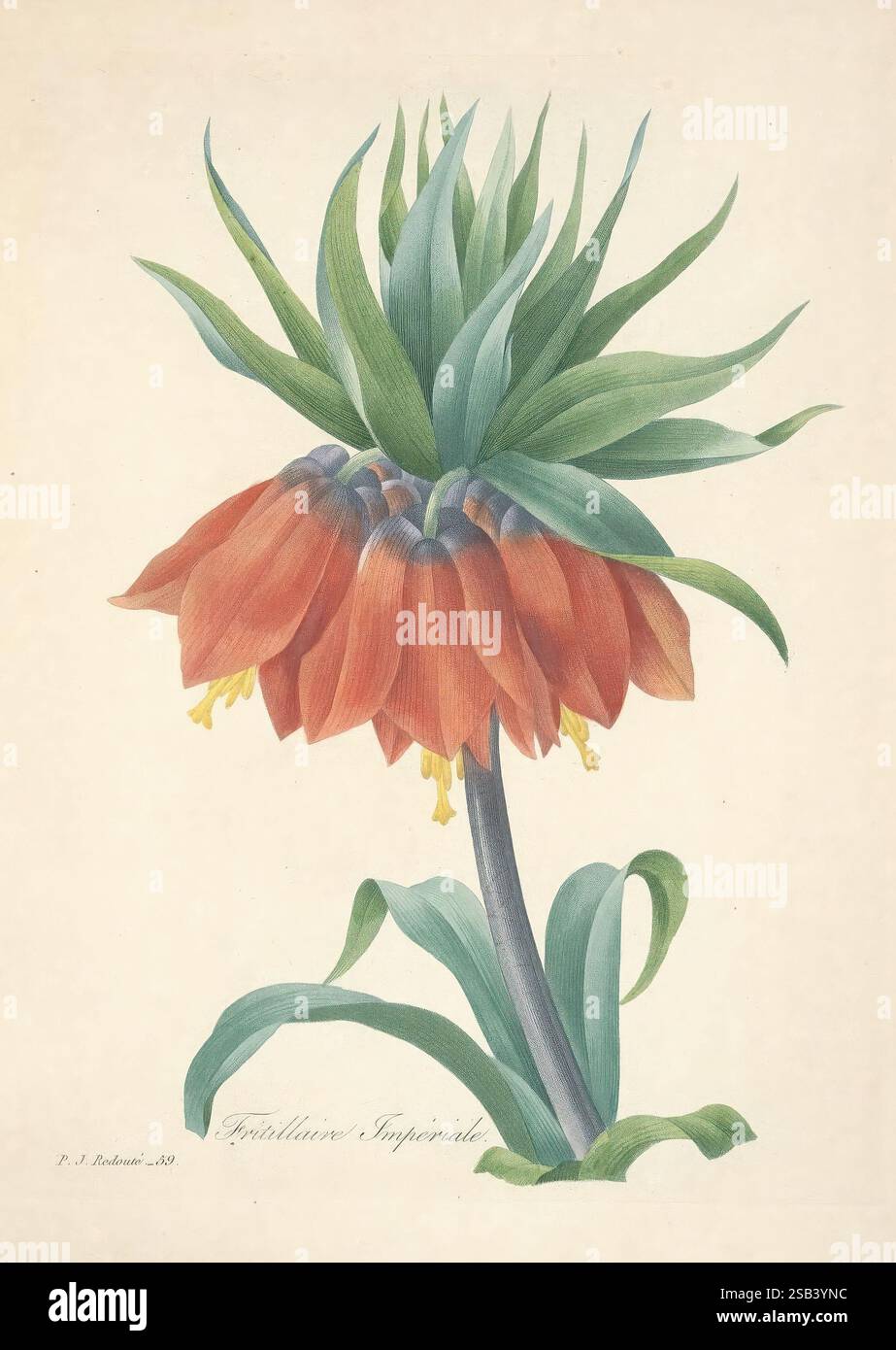 Choix des plus belles fleurs, Paris, Ernest Panckoucke, 1833, Botanik, Frankreich, Ikonen, Bildwerke, Fritillaria imperialis, Fritillaire impériale, täglich Sci Art, Blumen, dieses Kunstwerk zeigt eine eindrucksvolle Darstellung einer Fritillaria imperialis, die seine beeindruckenden, nach unten gerichteten Blüten in einem leuchtenden Orange-Farbton mit zarten gelben Spitzen zeigt. Die Pflanze zeichnet sich durch einen hohen, schlanken Stamm aus, der eine Blütengruppe trägt, umgeben von üppig grünen Blättern, die sich anmutig ausbreiten. Die Komposition unterstreicht die komplizierten Details der Blütenblätter und die Eleganz der Blume Stockfoto