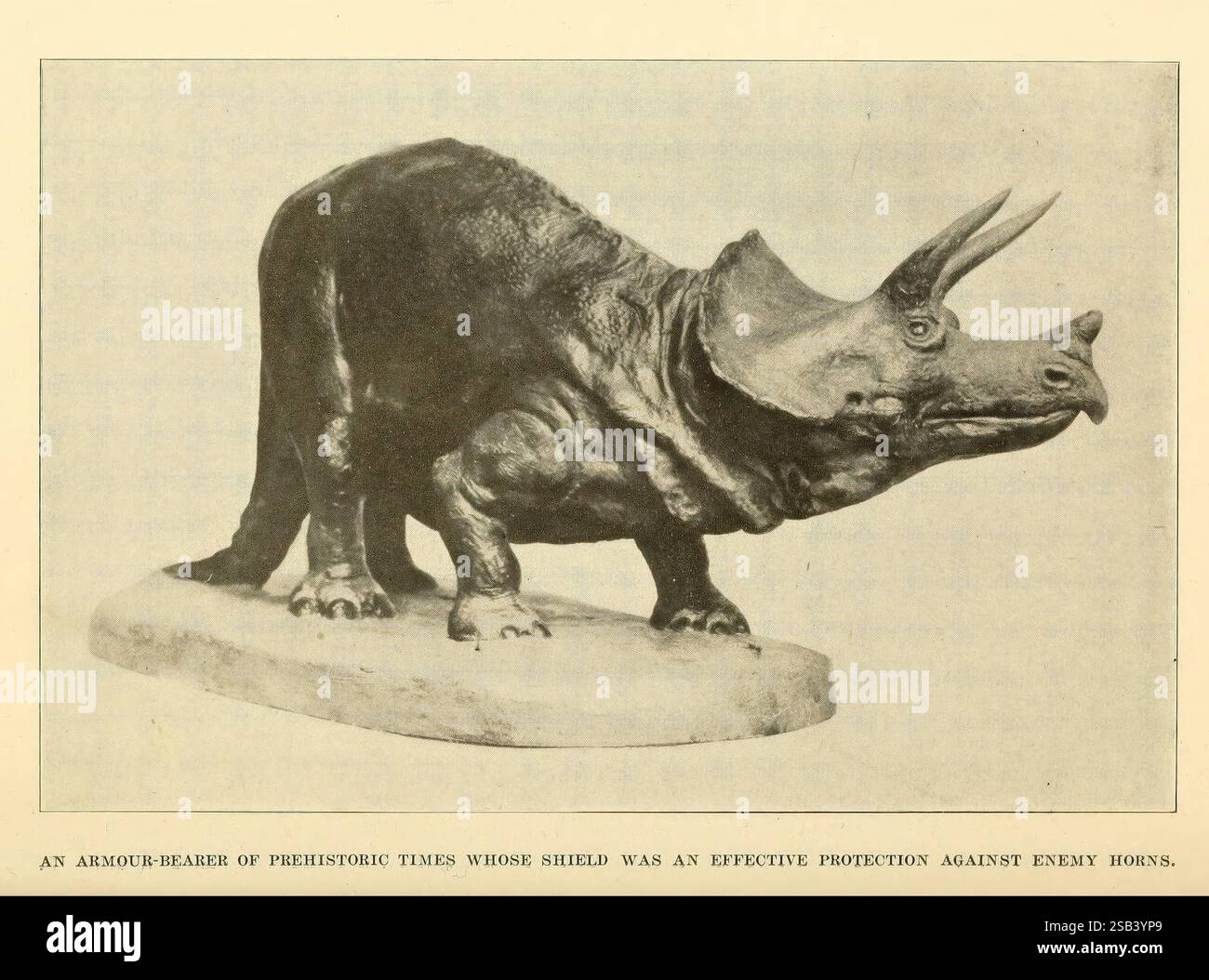 The Human Side of Animals, New York, Frederick A. Stokes Company [1918]. Dinosaurier, Animal Behavior, Ein Modell eines Triceratops, das die Besonderheiten dieser prähistorischen Kreatur zeigt. Mit den drei auffälligen Gesichtshörnern und dem großen knöchernen Rüschen betonen die anatomischen Details die robuste und defensive Anatomie. Die Darstellung unterstreicht ihre kraftvolle Haltung und vermittelt ein Gefühl für die Größe und Stärke der Kreatur, was ihre Rolle im prähistorischen Ökosystem als Pflanzenfresser widerspiegelt, der seine beeindruckende schildähnliche Struktur zum Schutz vor Raubtieren nutzte. Die Basis sorgt für Stabilität und ermöglicht Stockfoto