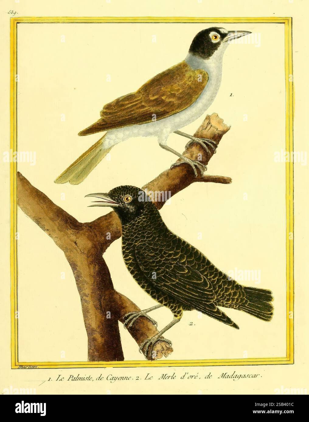 Planches enluminées d'histoire naturelle Paris Pictorial Works Zoology Birds, zwei Vögel stehen auf einem Zweig und zeigen ihre unterschiedlichen Farben und Merkmale. Der obere Vogel, bekannt als Palmito de Cayenne, zeigt ein sattes braunes und weißes Gefieder mit einem markanten Kontrast zwischen seinem helleren Unterbauch und den dunkleren Flügeln. Sein Schnabel ist schlank und spitz, was darauf hindeutet, dass es sich um einen Insektenfresser handelt. Der untere Vogel, der als Merle d'ori bezeichnet wird, zeichnet sich durch seine tiefschwarzen Federn aus, die subtil schimmern und sein elegantes Aussehen betonen. Beide Vögel sind mit einem naturalistischen Re an den Ast gebunden Stockfoto