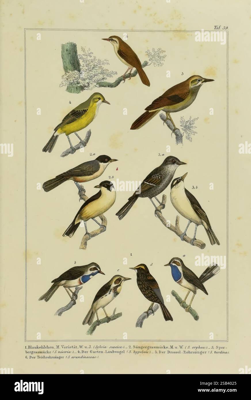 Praktische Naturgeschichte Der V gel Leipzig 1850 V gel Bilder praktische-naturgeschichte-der-v-gel-leipzig-1850-v-gel-bilder