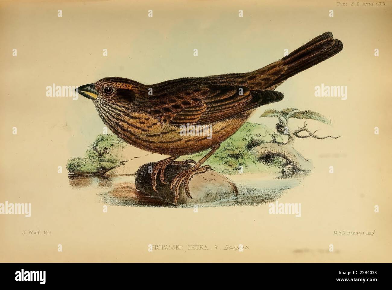 Proceedings of the Zoological Society of London, London, Academic Press Periodicals, Zoology, Museum of Comparative Zoology, Birds, Eine detaillierte Illustration eines Vogels, der auf einem Zweig thront und seine Besonderheiten zeigt. Der Vogel hat einen kräftigen Körper, der mit braunen und cremefarbenen Federn bedeckt ist, mit einem leicht abgerundeten Kopf und einem scharfen Schnabel. Seine Flügel sind ordentlich gegen die Seiten gefaltet, während sein Schwanz nach außen reicht, was sein anmutiges Aussehen unterstreicht. Im Hintergrund gibt es subtile Anklänge von Laub und Zweigen, die die natürliche Umgebung verbessern. Diese Abbildung zeigt die Aufmerksamkeit auf Deta Stockfoto