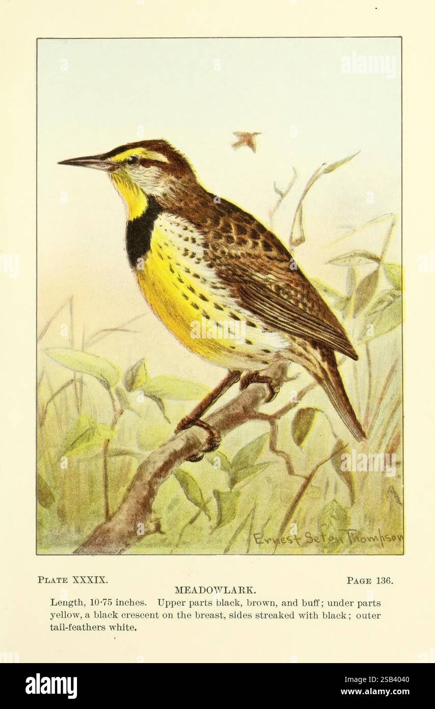 Lehrerhandbuch Vogelwelt, 1899. Birds, United States, Museum of Comparative Zoology, Ernest Thompson Seton, Meadowlark, Sturnella magna, Ein Meadowlark ist abgebildet und zeigt seine Besonderheiten. Der Vogel ist 10 bis 75 cm lang und zeigt die oberen Teile in einer Mischung aus schwarzen, braunen und glatten Tönen. Die Unterseite ist hauptsächlich gelb, ergänzt durch einen markanten schwarzen Halbmond auf der Brust. Die Seiten sind mit schwarzen Streifenmustern verziert. Die Meadowlark zeigt auch einzigartige Schwanzfedern, die überwiegend weiß sind, was ihr elegantes Aussehen unterstreicht. Der Titel zeigt an Stockfoto
